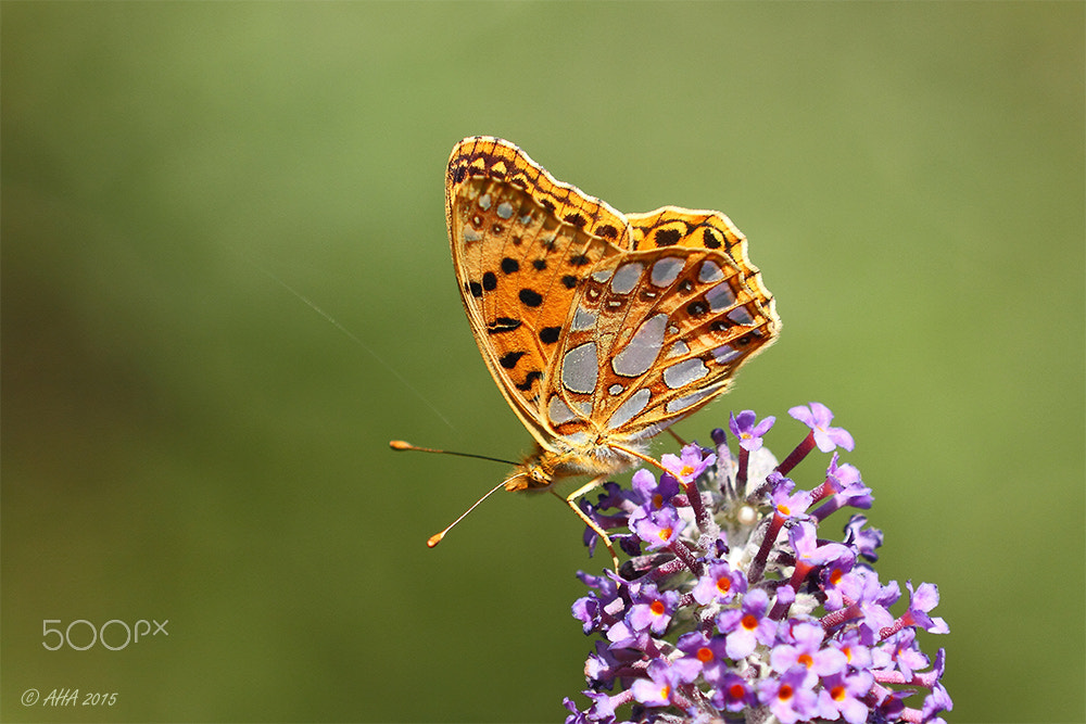 Canon EF 70-200mm F2.8L IS II USM sample photo. Queen of spain fritillary (issoria lathonia) photography