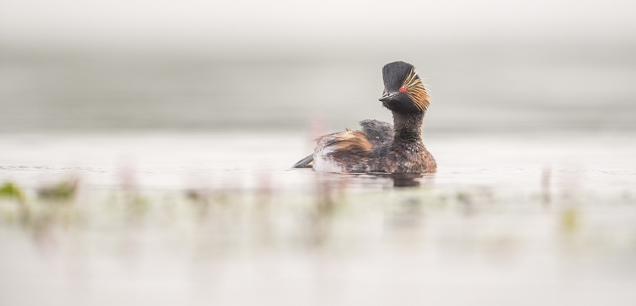 Nikon D750 + Nikon AF-S Nikkor 500mm F4G ED VR sample photo. Black-necked grebe photography