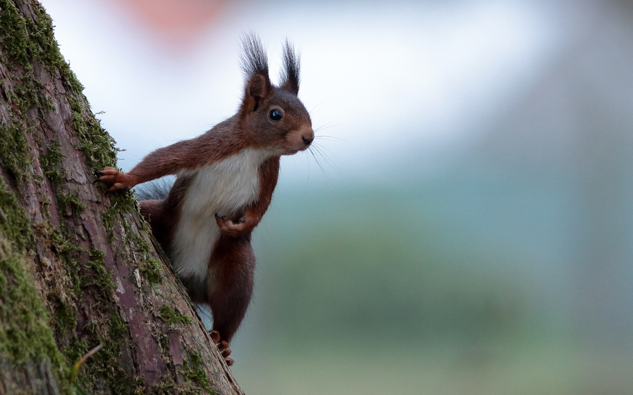 Canon EOS 7D + Canon EF 300mm F4L IS USM sample photo. écureuil photography