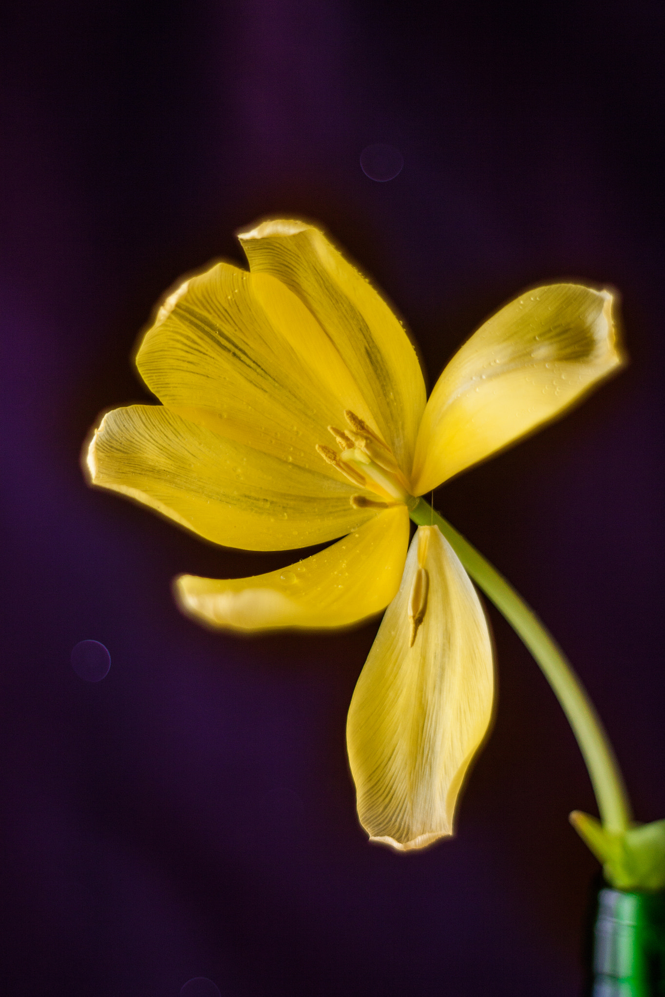 Canon EF 35-80mm f/4-5.6 sample photo. Tulipan v photography