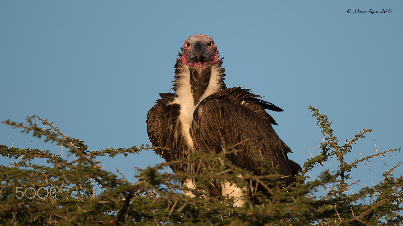 Nikon AF-S Nikkor 500mm F4E FL ED VR sample photo. Sarcogyps calvus - avvoltoio calvo. photography