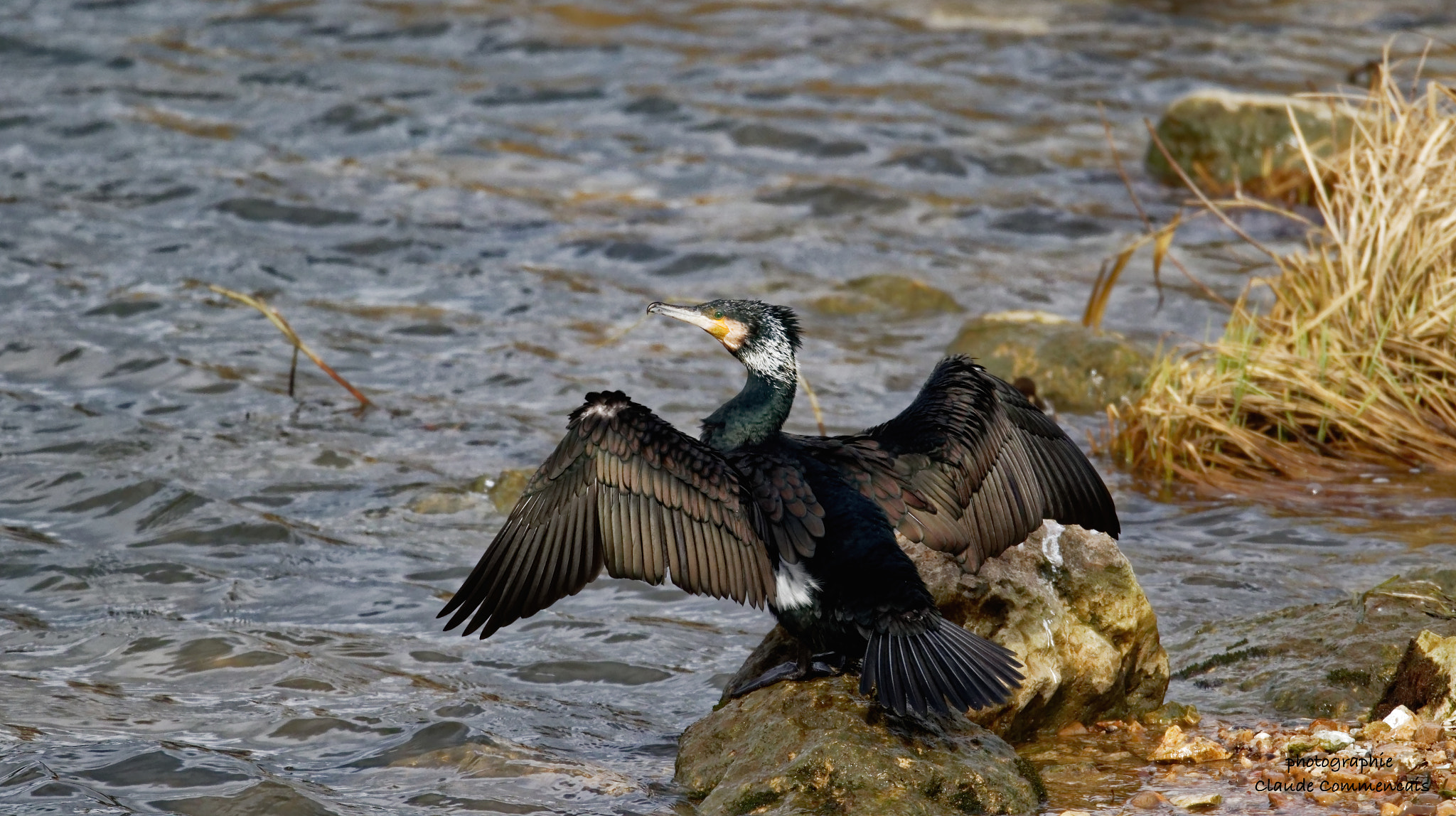 Canon EOS 7D Mark II sample photo. Déploiement des ailes (cormoran) photography