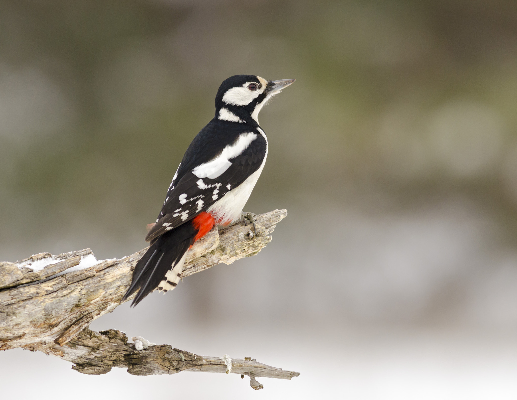 Nikon D7000 + Nikon AF-S Nikkor 300mm F4D ED-IF sample photo. Great spotted woodpecker photography