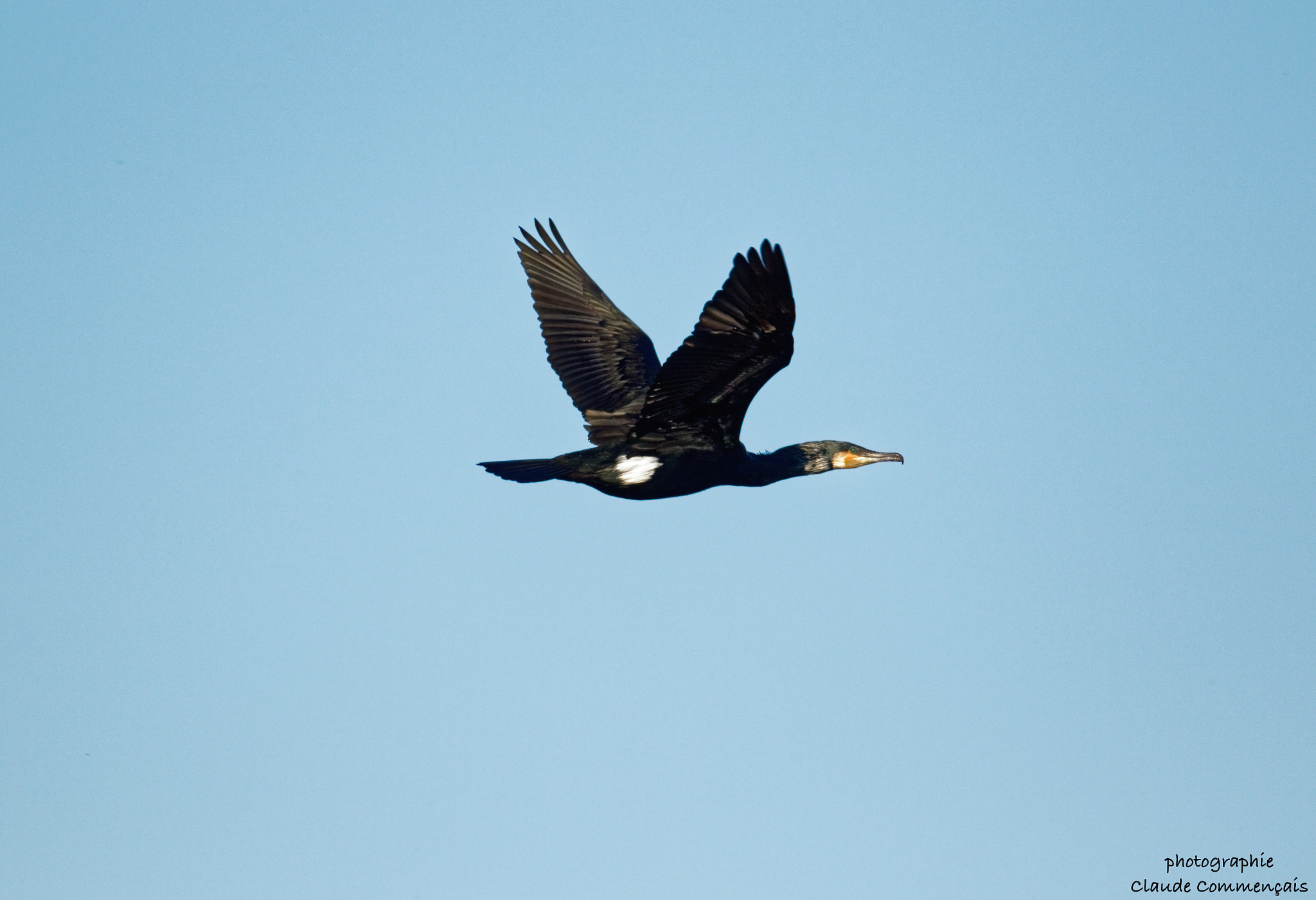 Canon EF 400mm F4.0 DO IS USM sample photo. Déploiement des ailes 2 (cormoran) photography