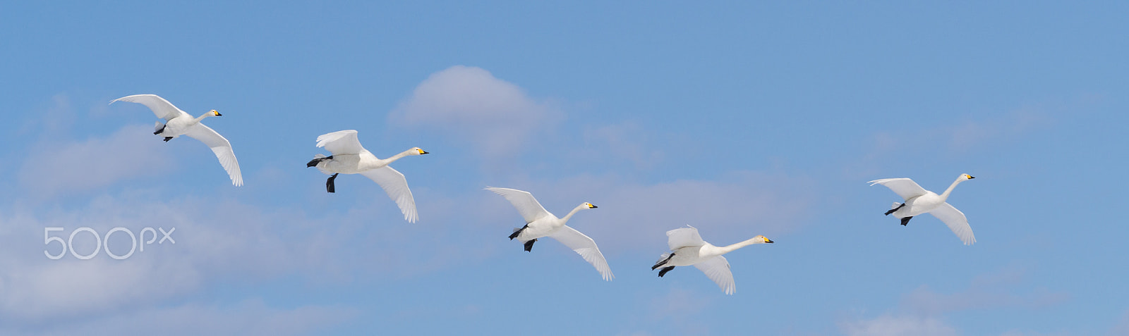 Olympus OM-D E-M5 + Olympus M.Zuiko Digital ED 40-150mm F2.8 Pro sample photo. Fly in row photography