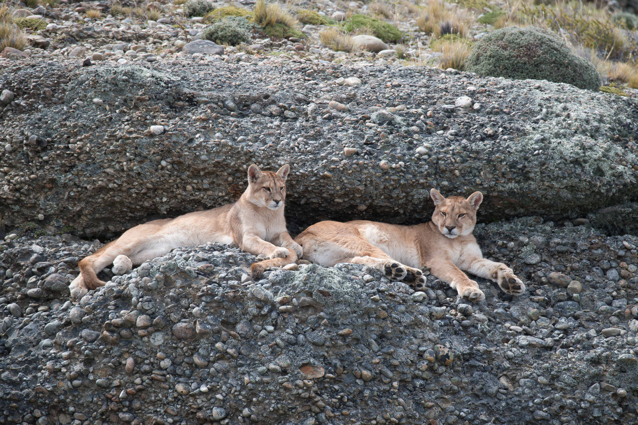 Sigma 150-600mm F5-6.3 DG OS HSM | S sample photo. Puma photography