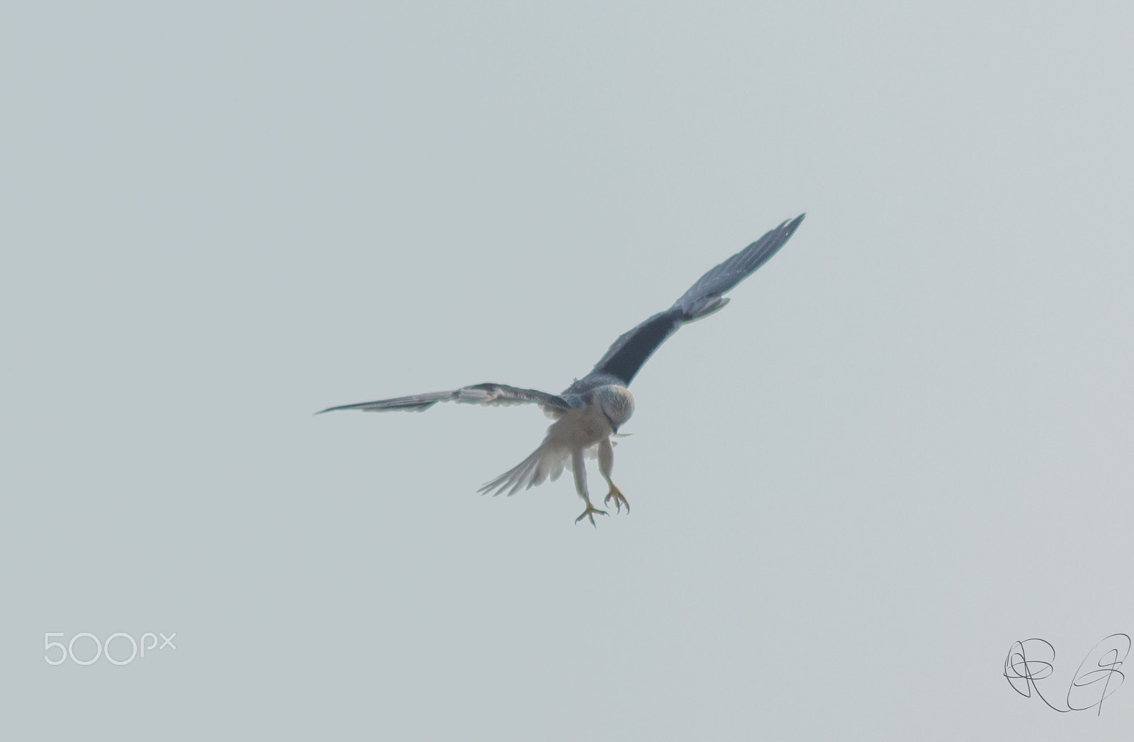 Canon EOS 550D (EOS Rebel T2i / EOS Kiss X4) + Tamron AF 70-300mm F4-5.6 Di LD Macro sample photo. White shouldered kite photography