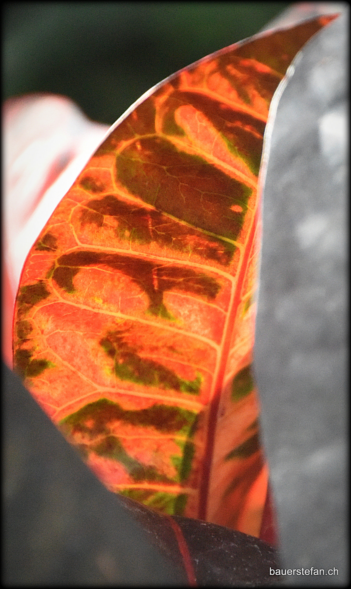 Nikon D810 sample photo. "leaf" photography