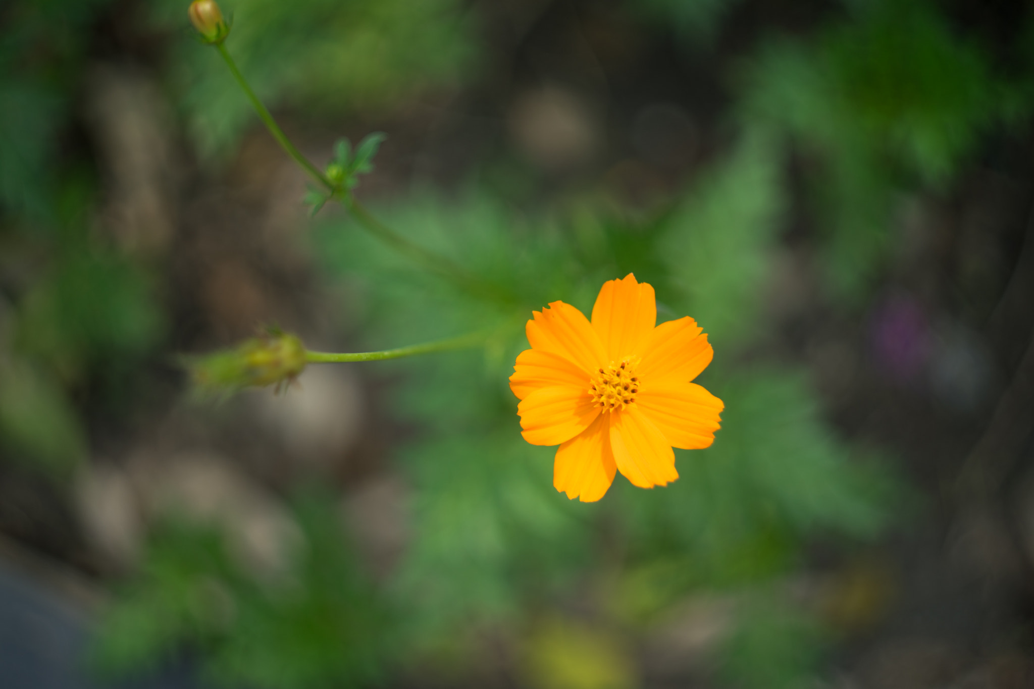 Sony a7 II + Canon EF 40mm F2.8 STM sample photo. Single orange cosmos photography