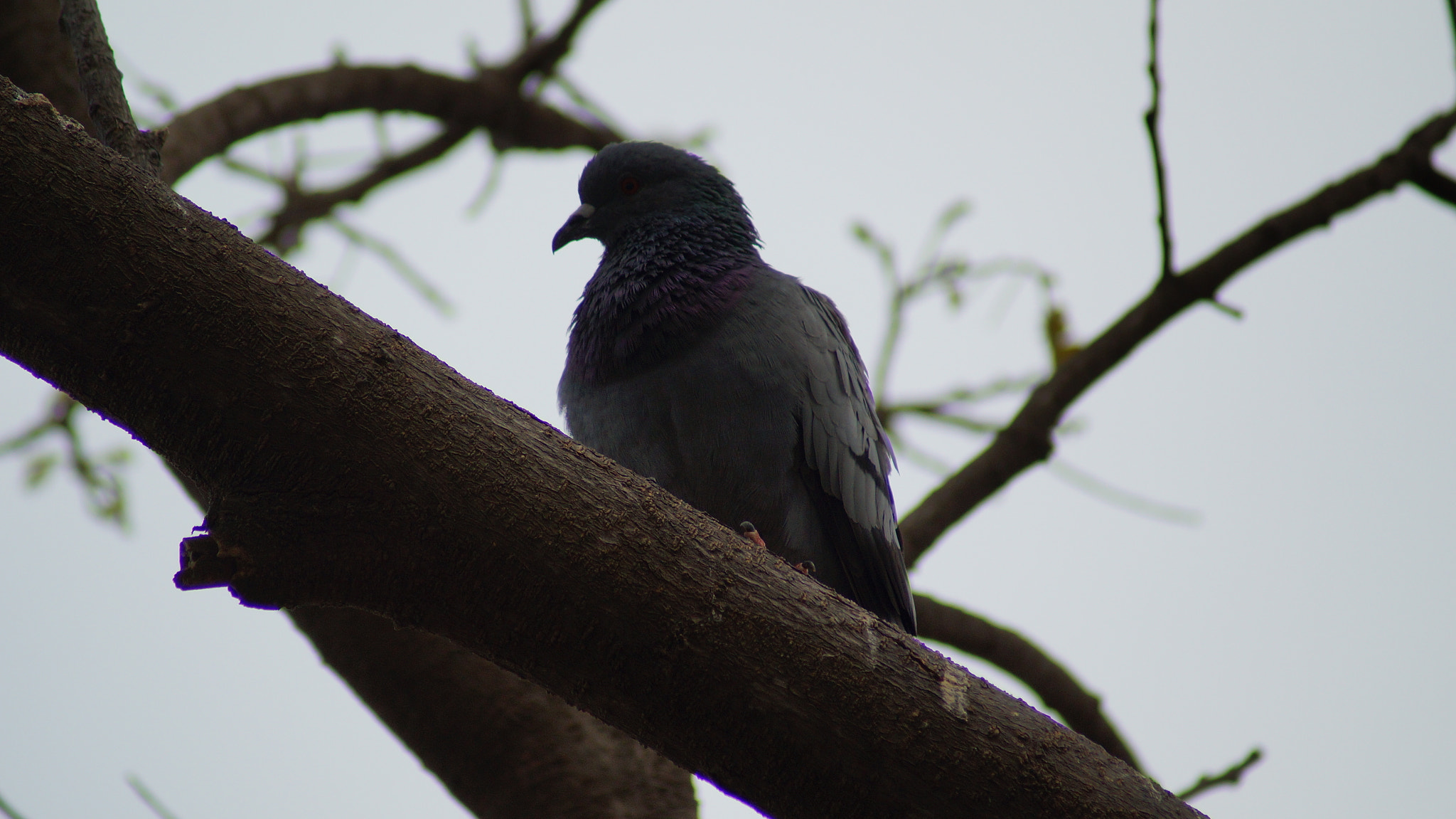 Sony 75-300mm F4.5-5.6 sample photo. Dsc photography