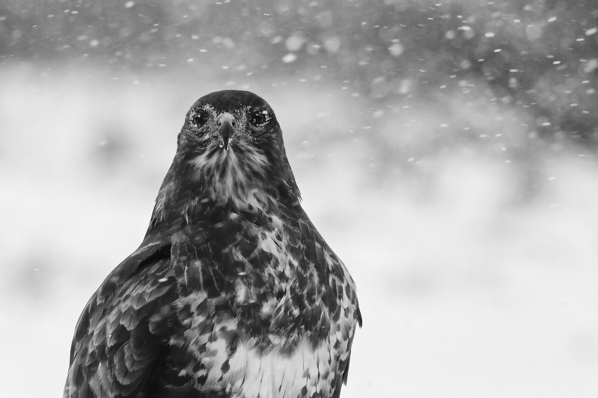 Nikon AF-S Nikkor 300mm F2.8G ED VR II sample photo. Ice glasses photography