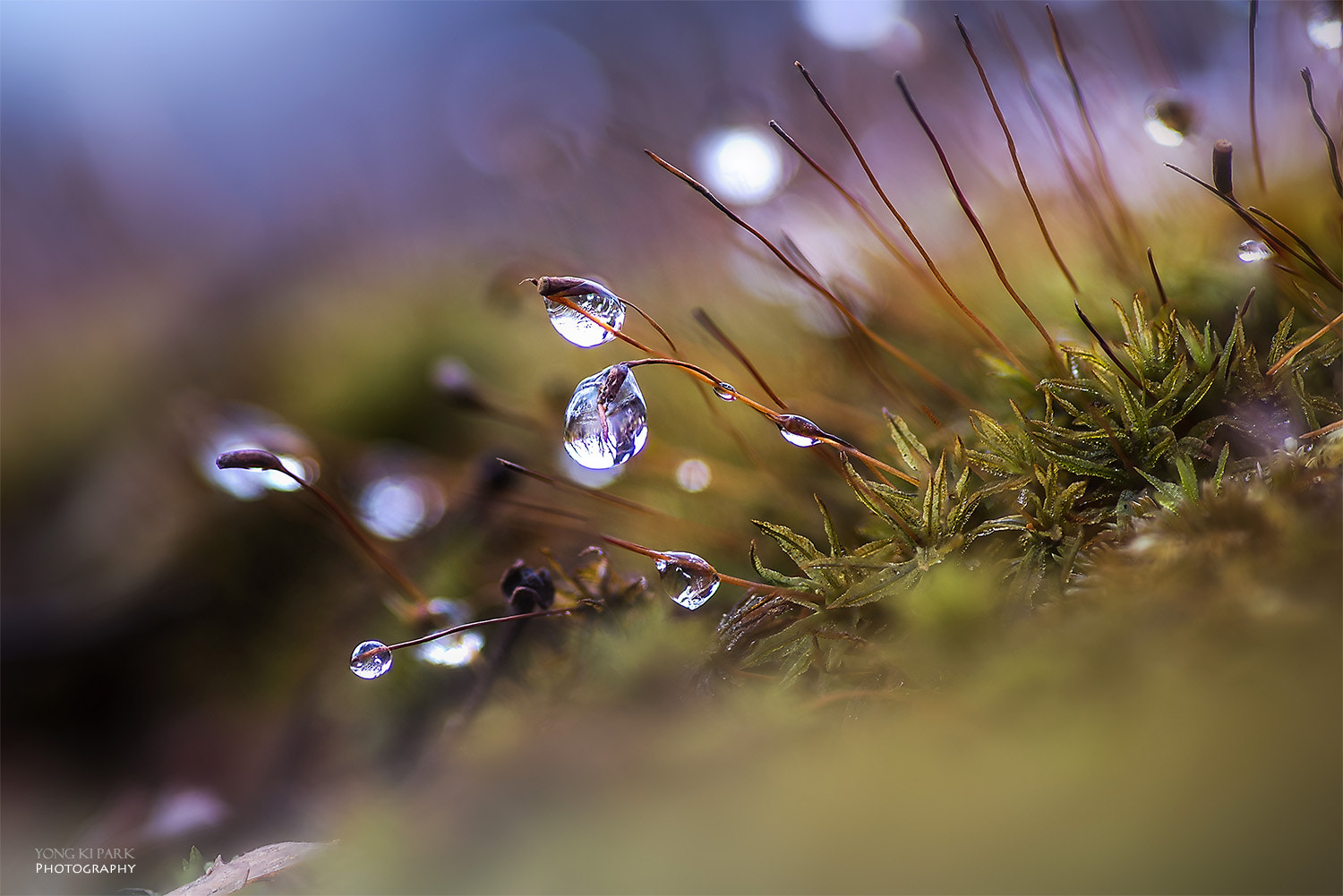 Pentax smc D-FA 100mm F2.8 Macro WR sample photo. Drops of early spring-1 photography