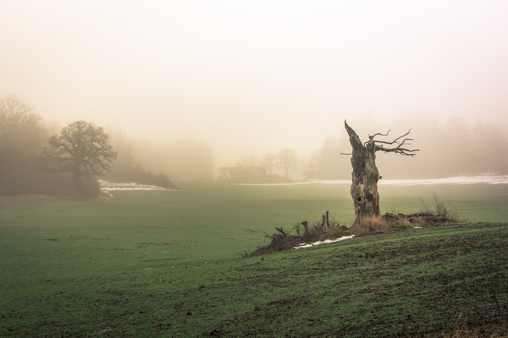 Nikon D7200 sample photo. Misty oak photography