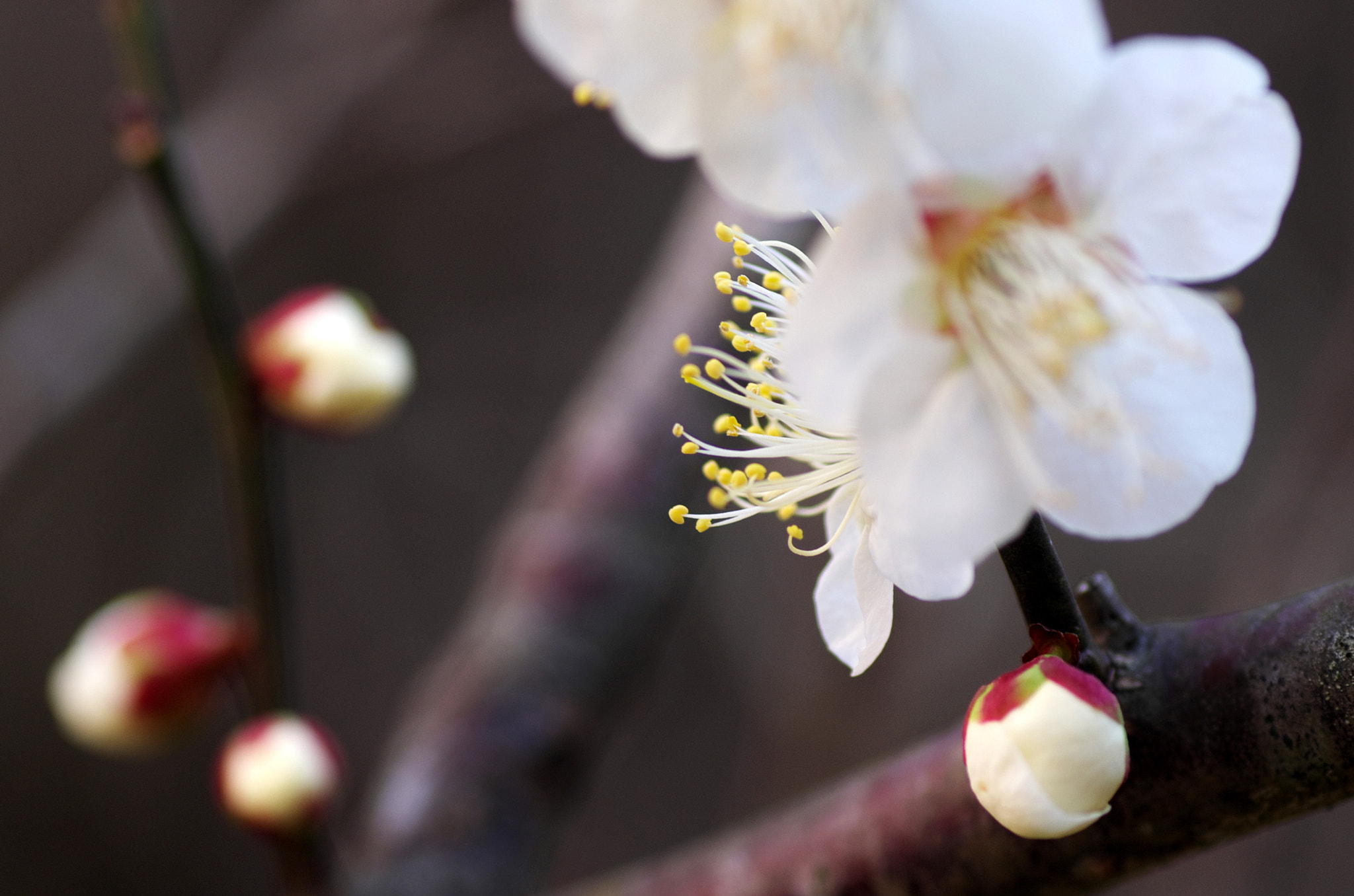 Pentax K-5 + Tamron SP AF 90mm F2.8 Di Macro sample photo. Plum blossom photography