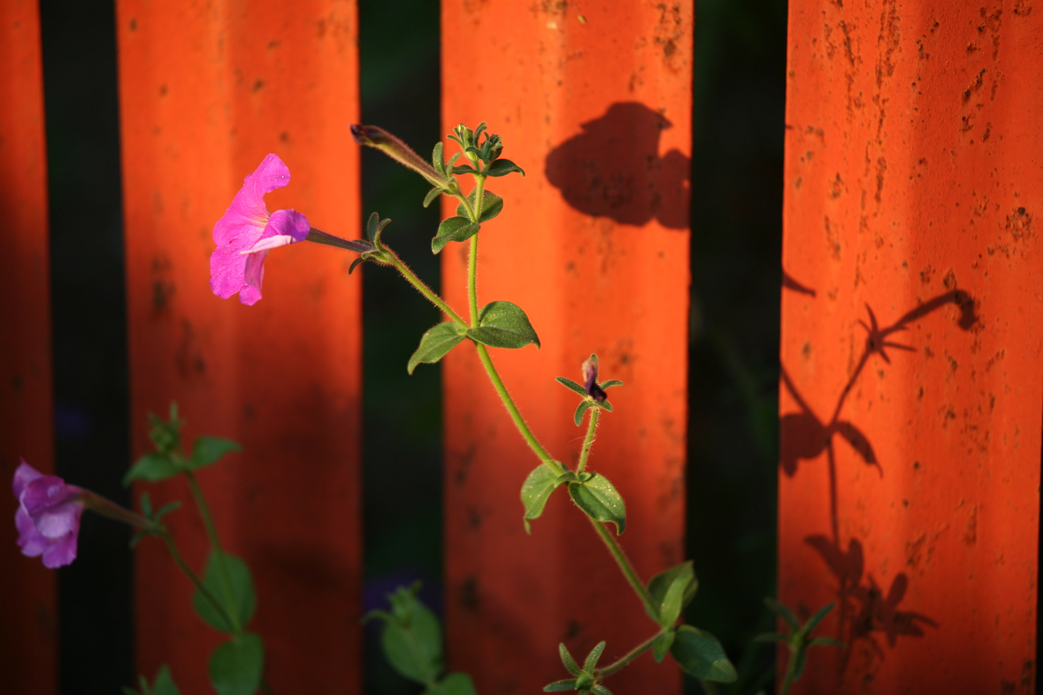 Canon EOS 5D sample photo. Bath in warm light photography