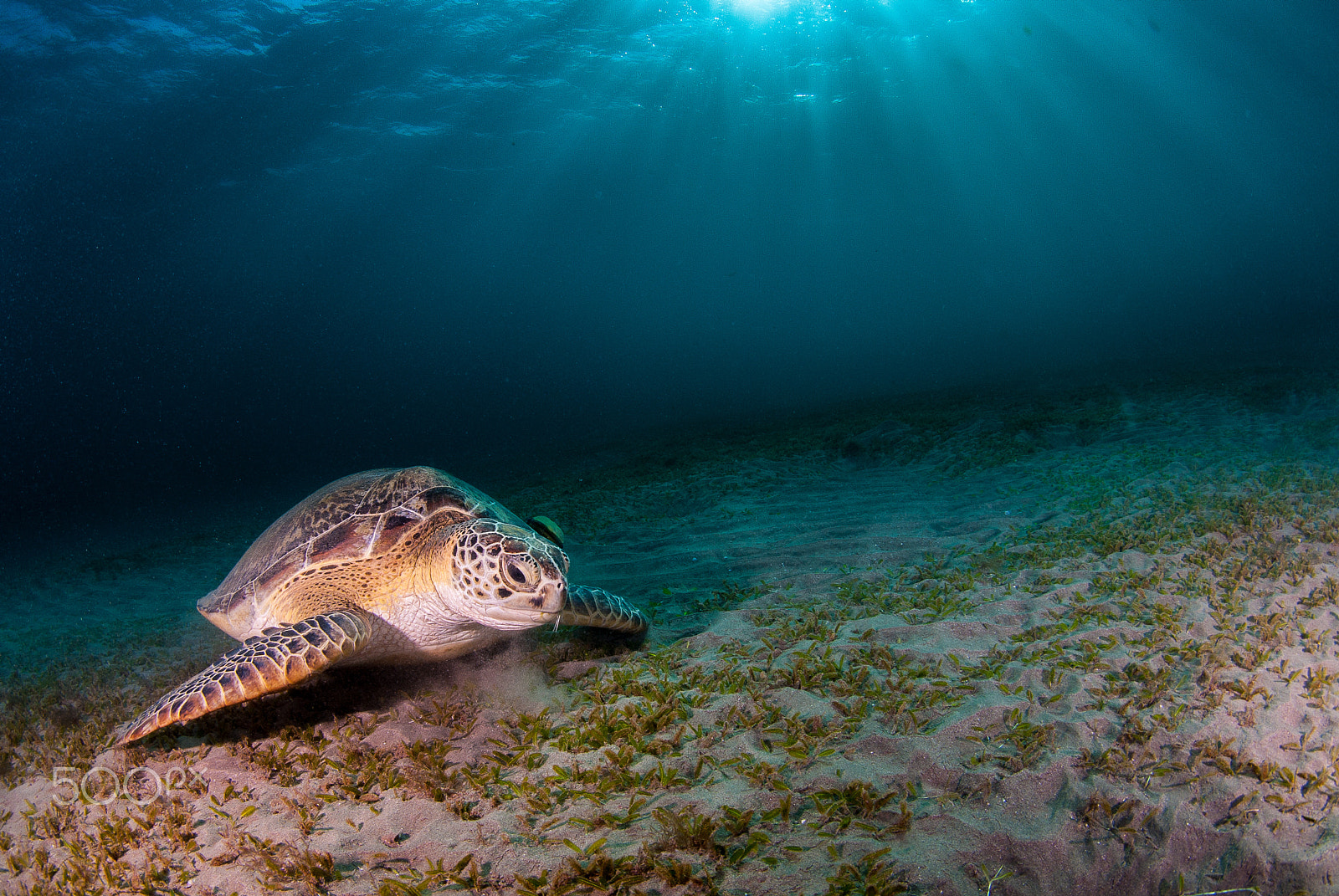 Nikon D200 sample photo. Green turtle in marsa alam photography