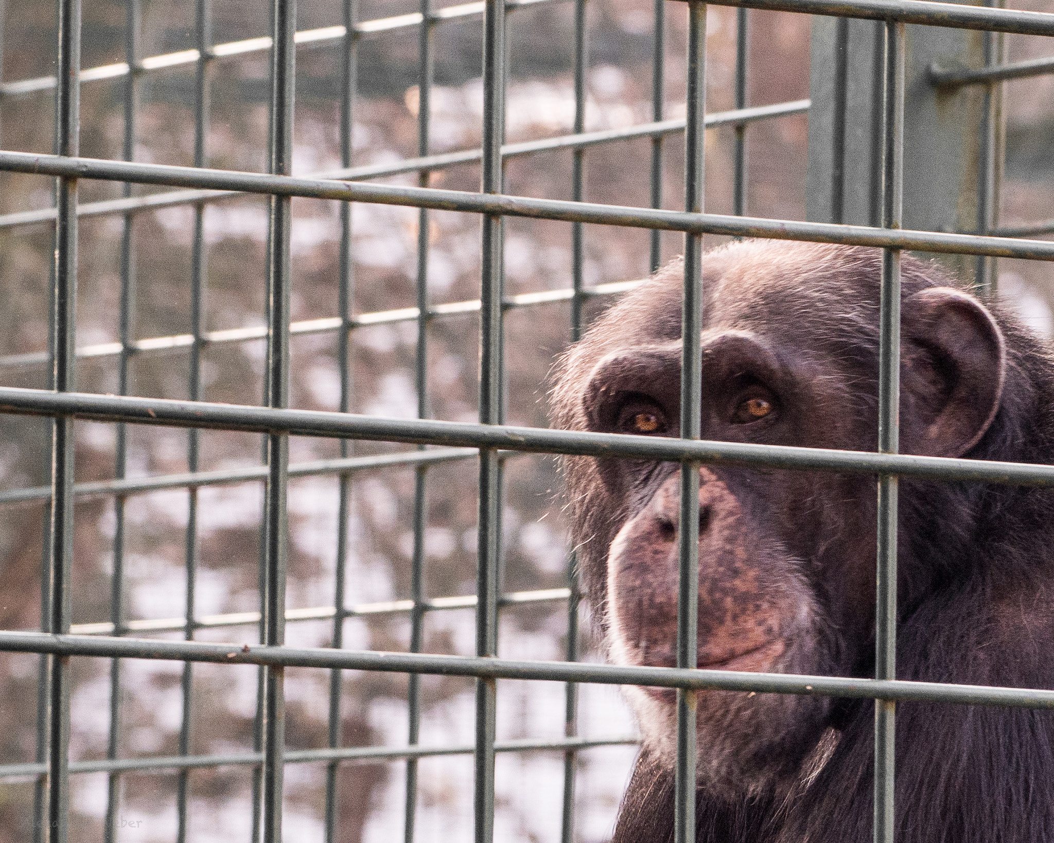 Olympus OM-D E-M10 II sample photo. He could only tell a sad story photography