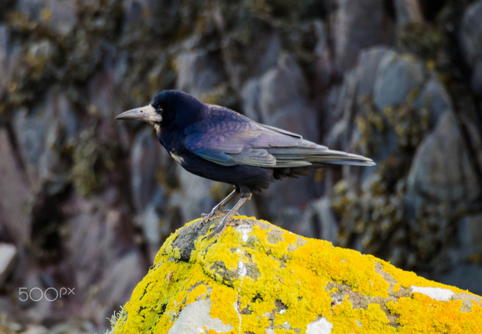 Olympus OM-D E-M5 sample photo. Rook on a rock photography