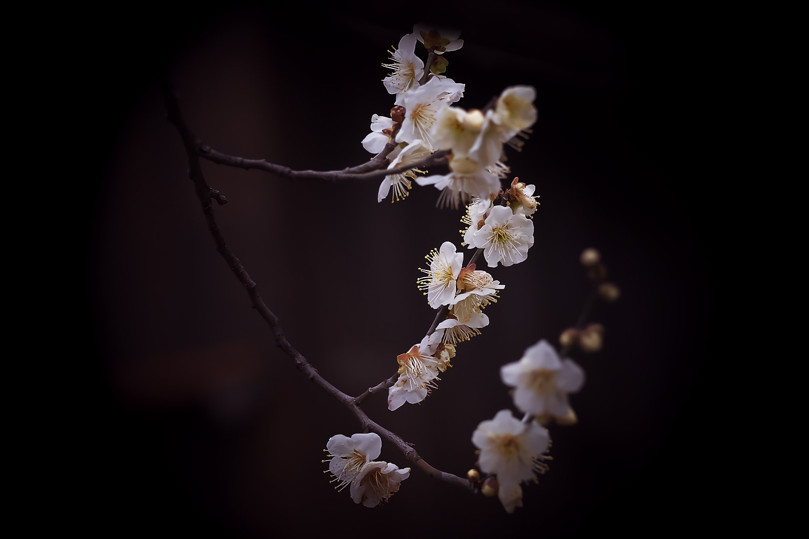 Sony a7 sample photo. White plum photography