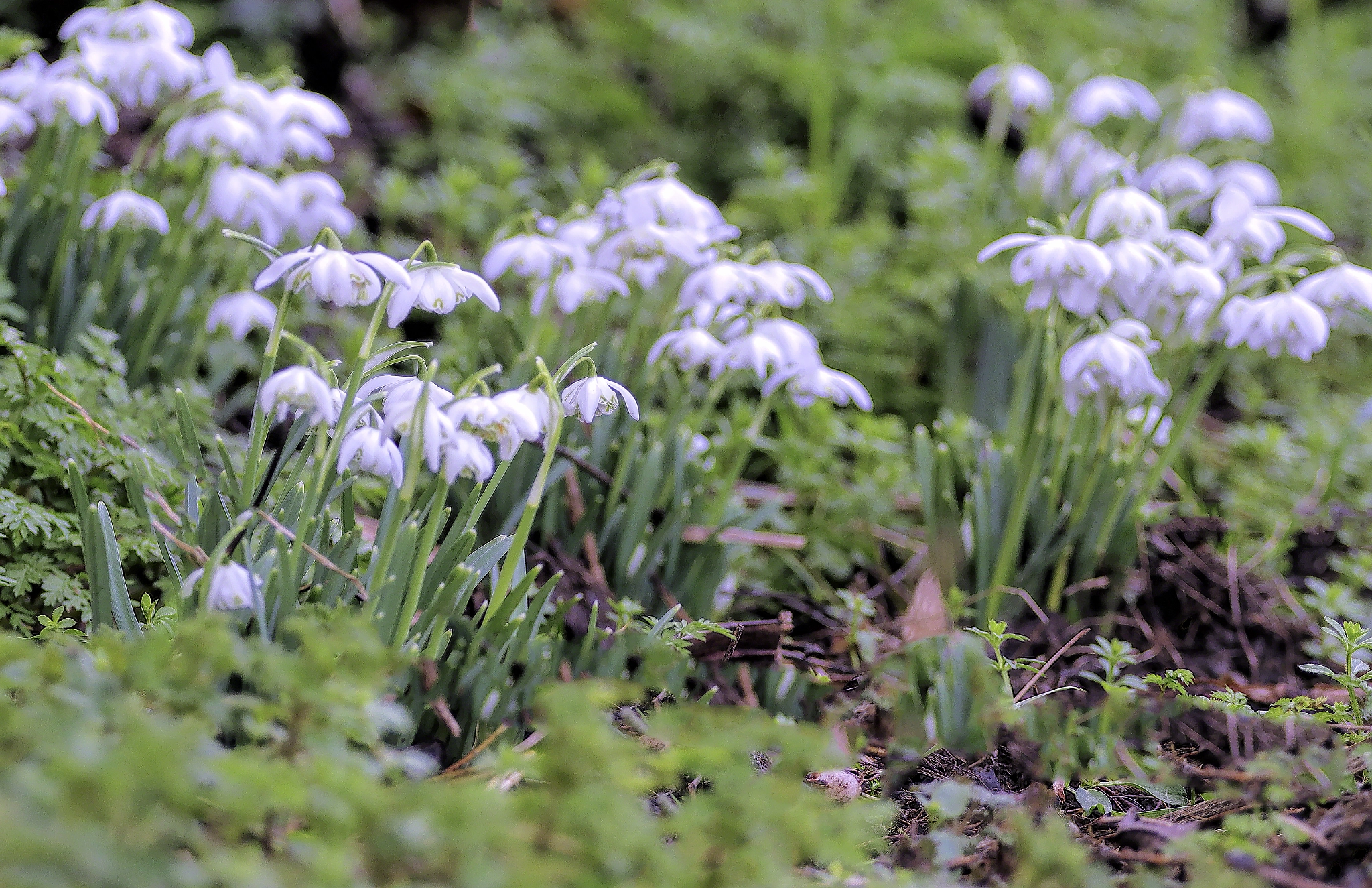 Canon EOS M5 + Canon EF 70-200mm F4L USM sample photo. Snowdrops photography