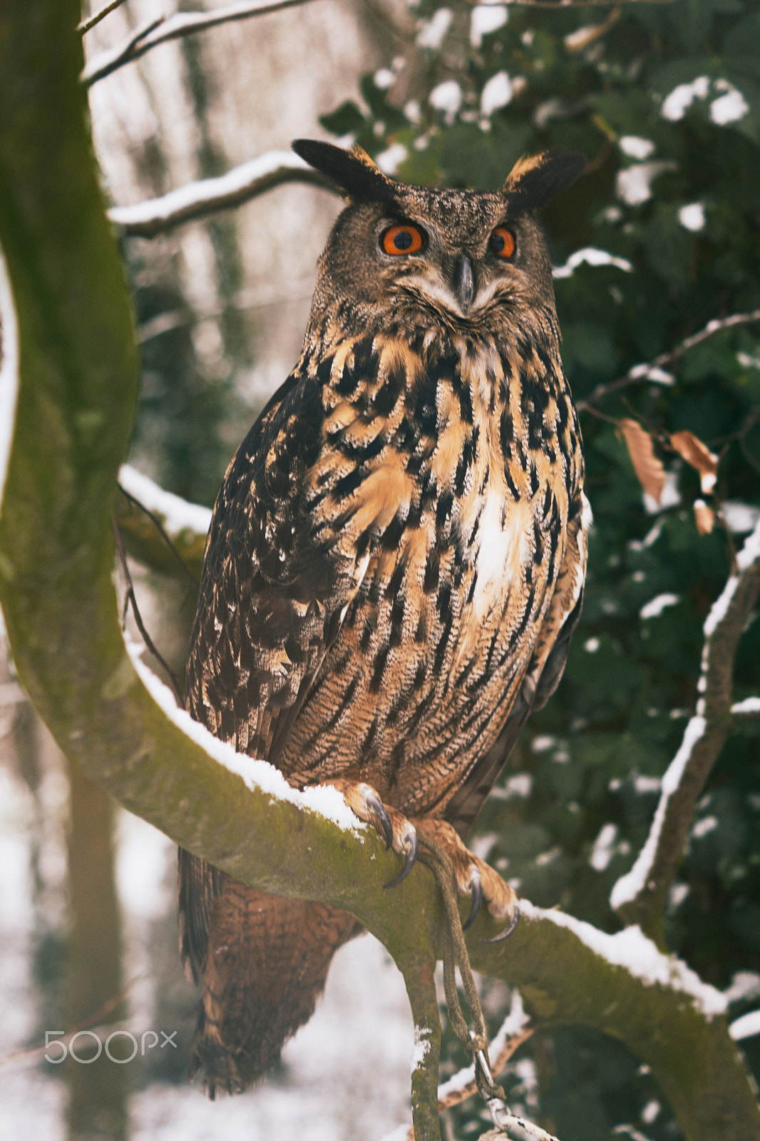 Sony DT 50mm F1.8 SAM sample photo. Bruce the awesome owl photography