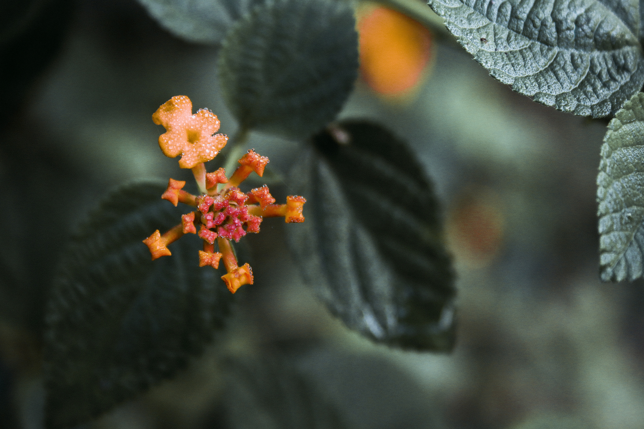 Canon EF-S 18-55mm F3.5-5.6 II sample photo. Img photography