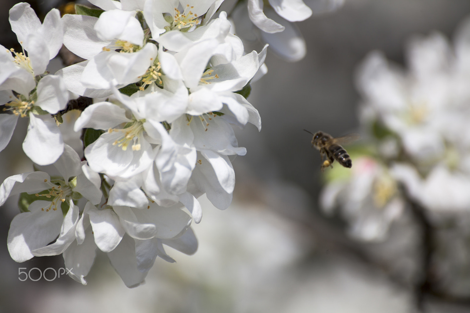 Canon EOS 5D Mark II + Sigma 50-200mm F4-5.6 DC OS HSM sample photo. #apple-tree flowers photography