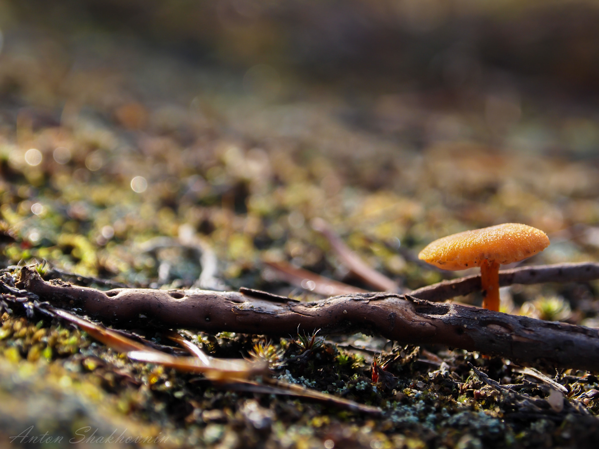 Olympus PEN E-PL1 sample photo. Just a mushroom:) photography