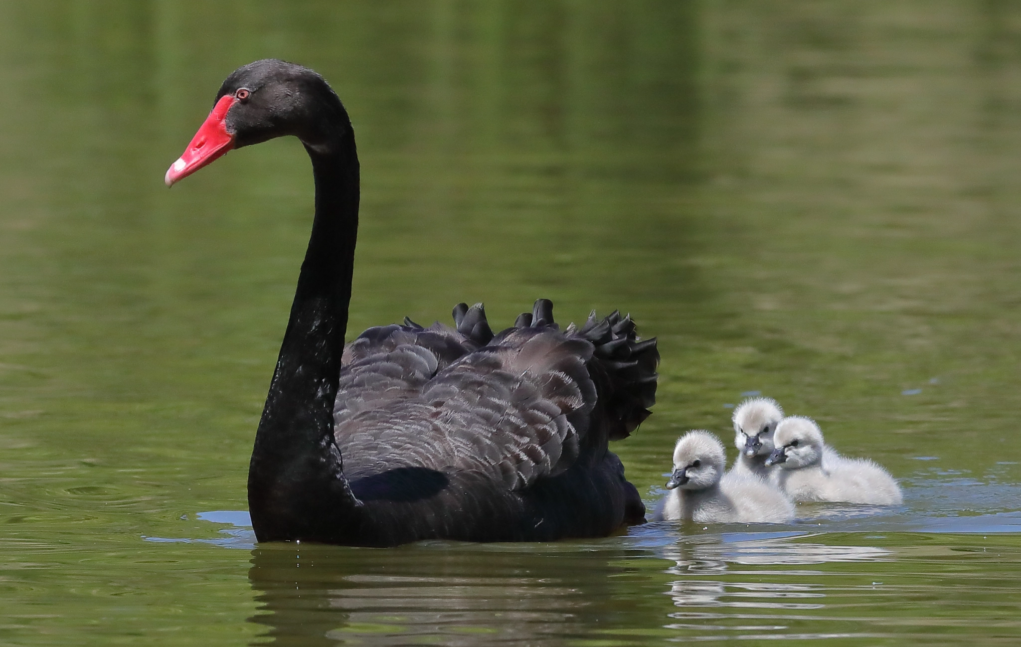 Canon EF 200-400mm F4L IS USM Extender 1.4x sample photo. The family is growing photography