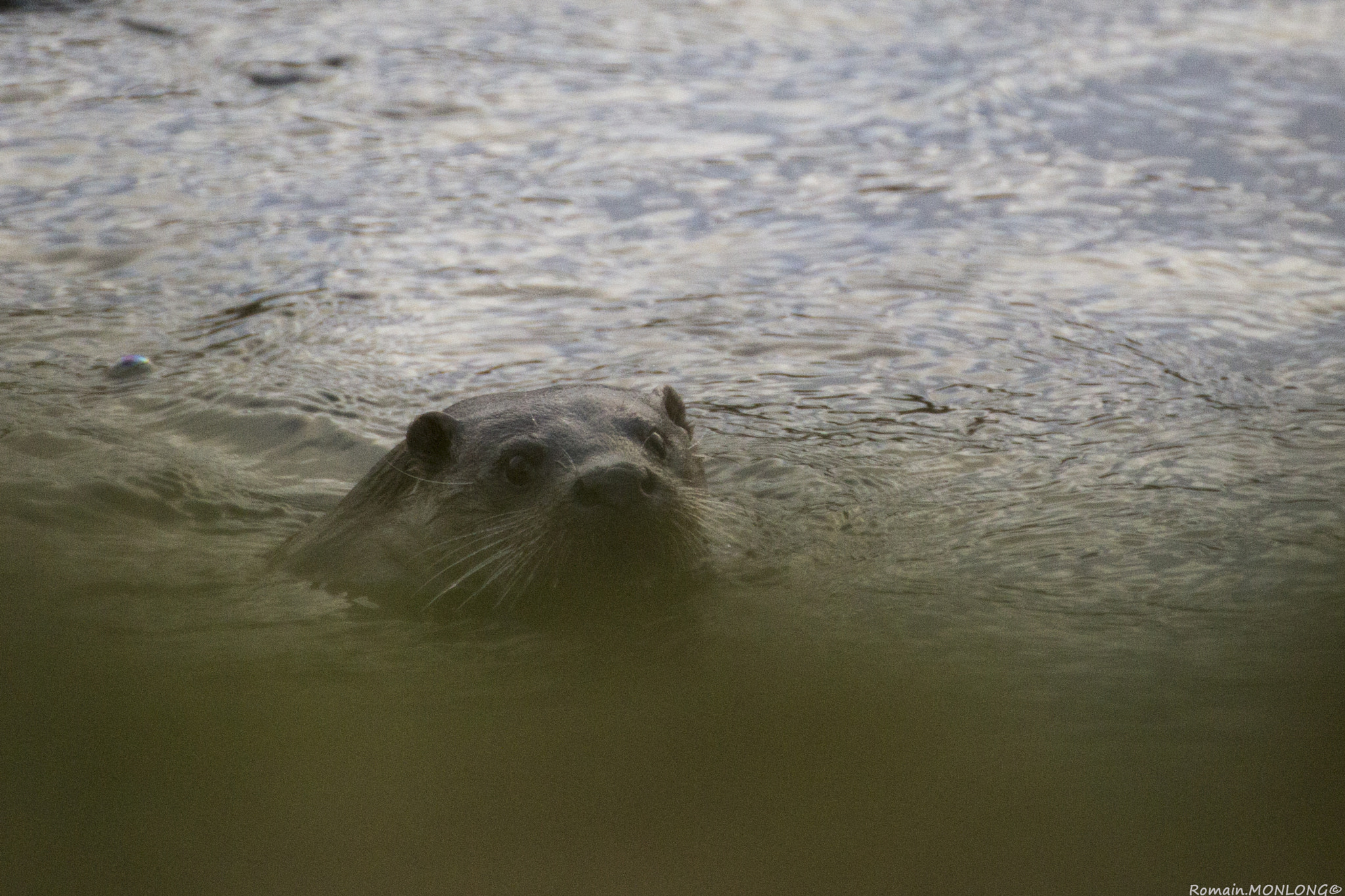 Tamron SP 35mm F1.8 Di VC USD sample photo. Loutre d'europe photography