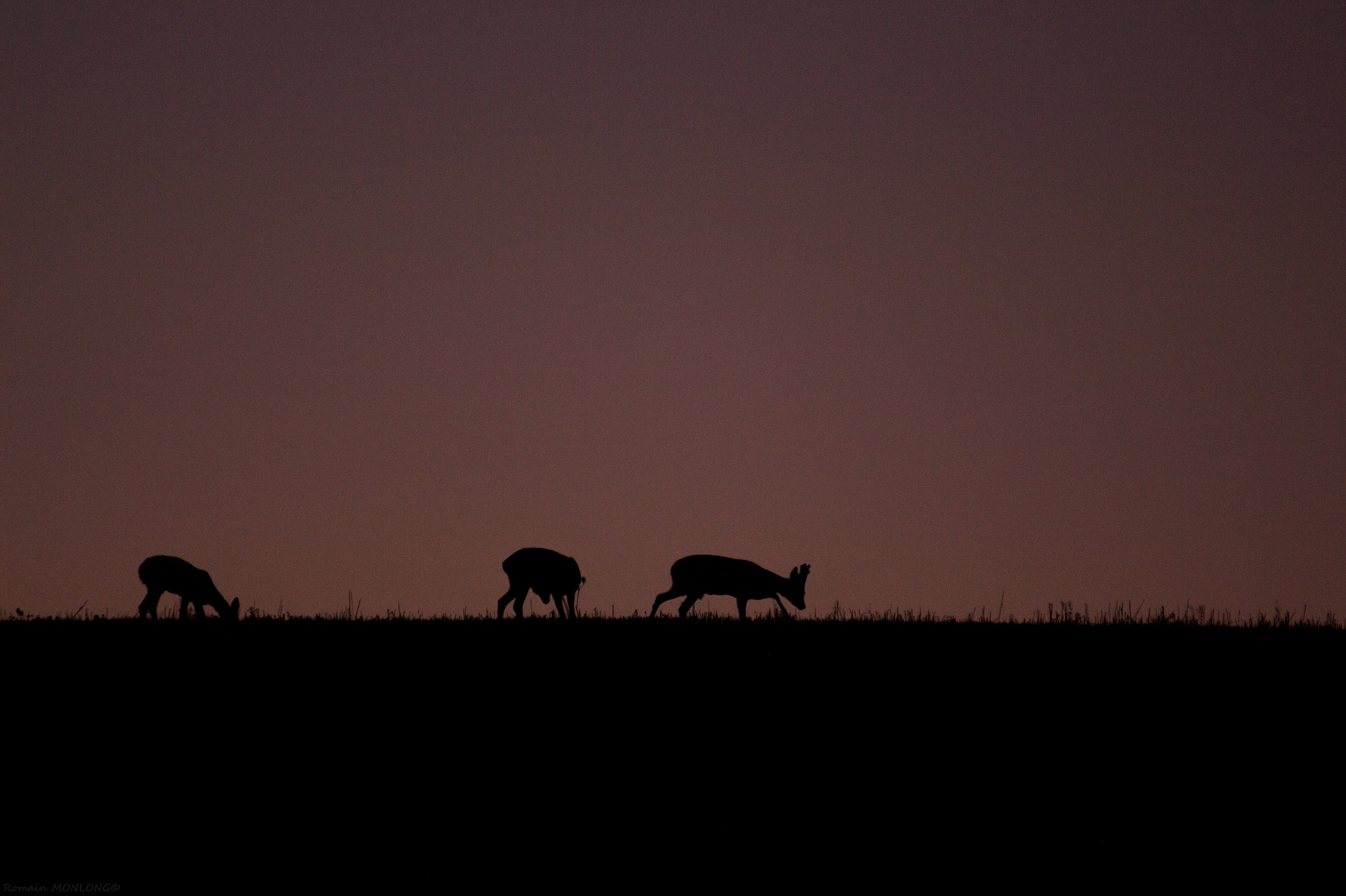 Tamron SP 35mm F1.8 Di VC USD sample photo. Silhouettes gersoises photography