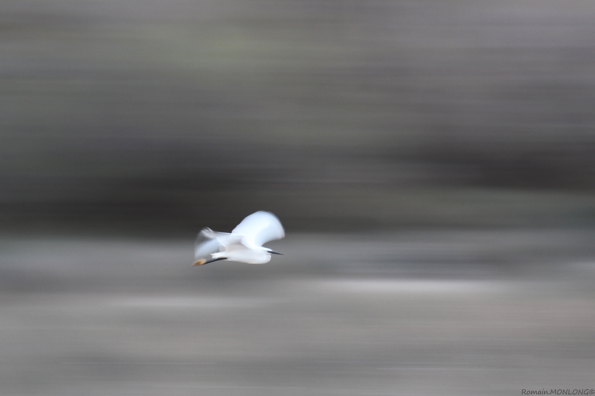 Tamron SP 35mm F1.8 Di VC USD sample photo. Aigrette garzette photography
