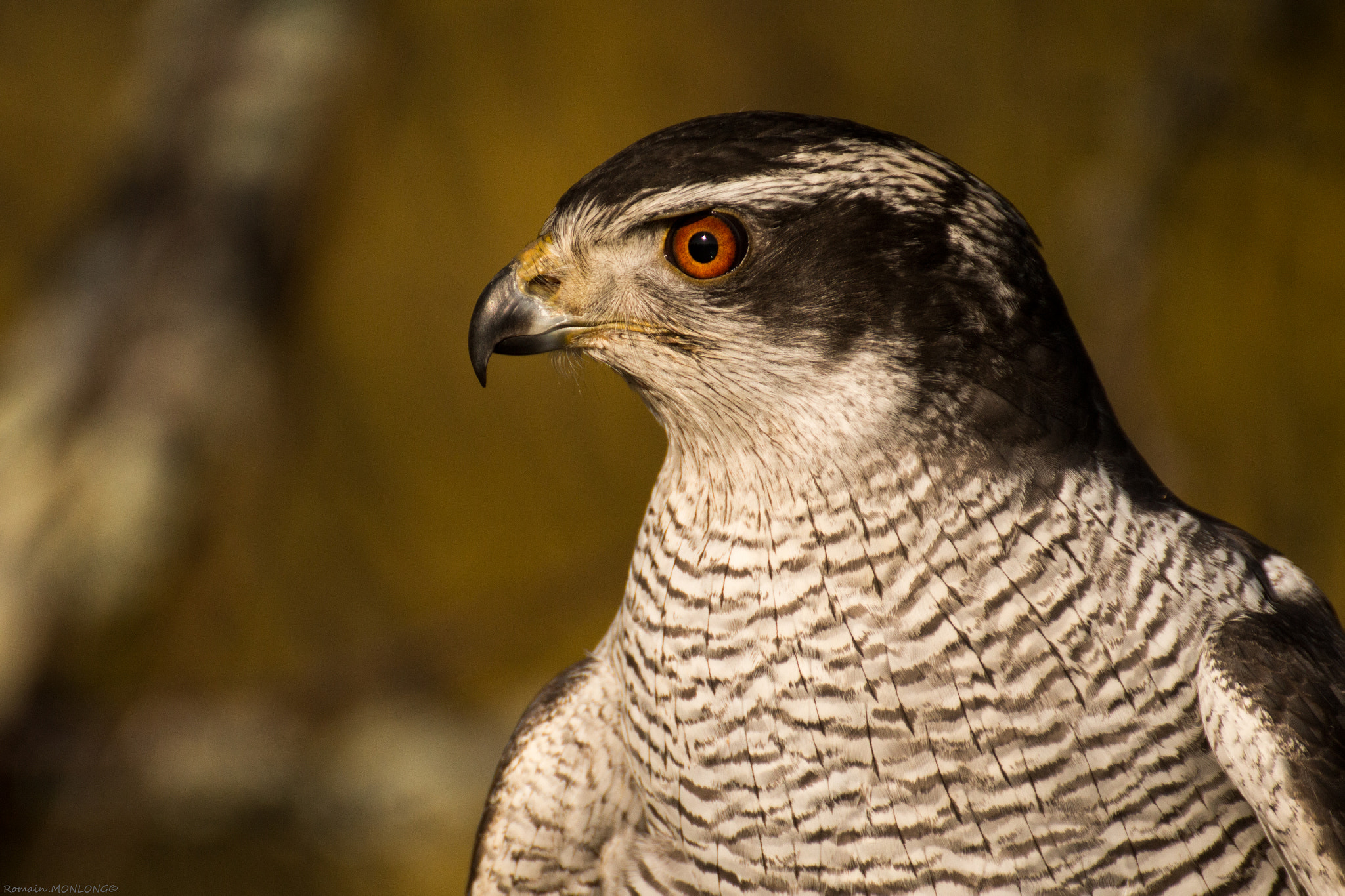 Tamron SP 35mm F1.8 Di VC USD sample photo. Autour des palombes (chasse au vol) photography