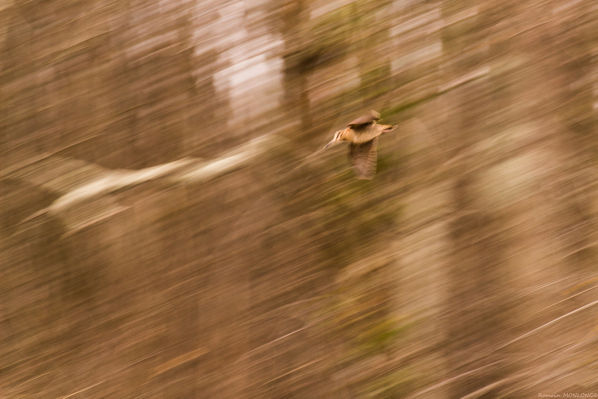 Tamron SP 35mm F1.8 Di VC USD sample photo. La dame des bois en vitesse photography