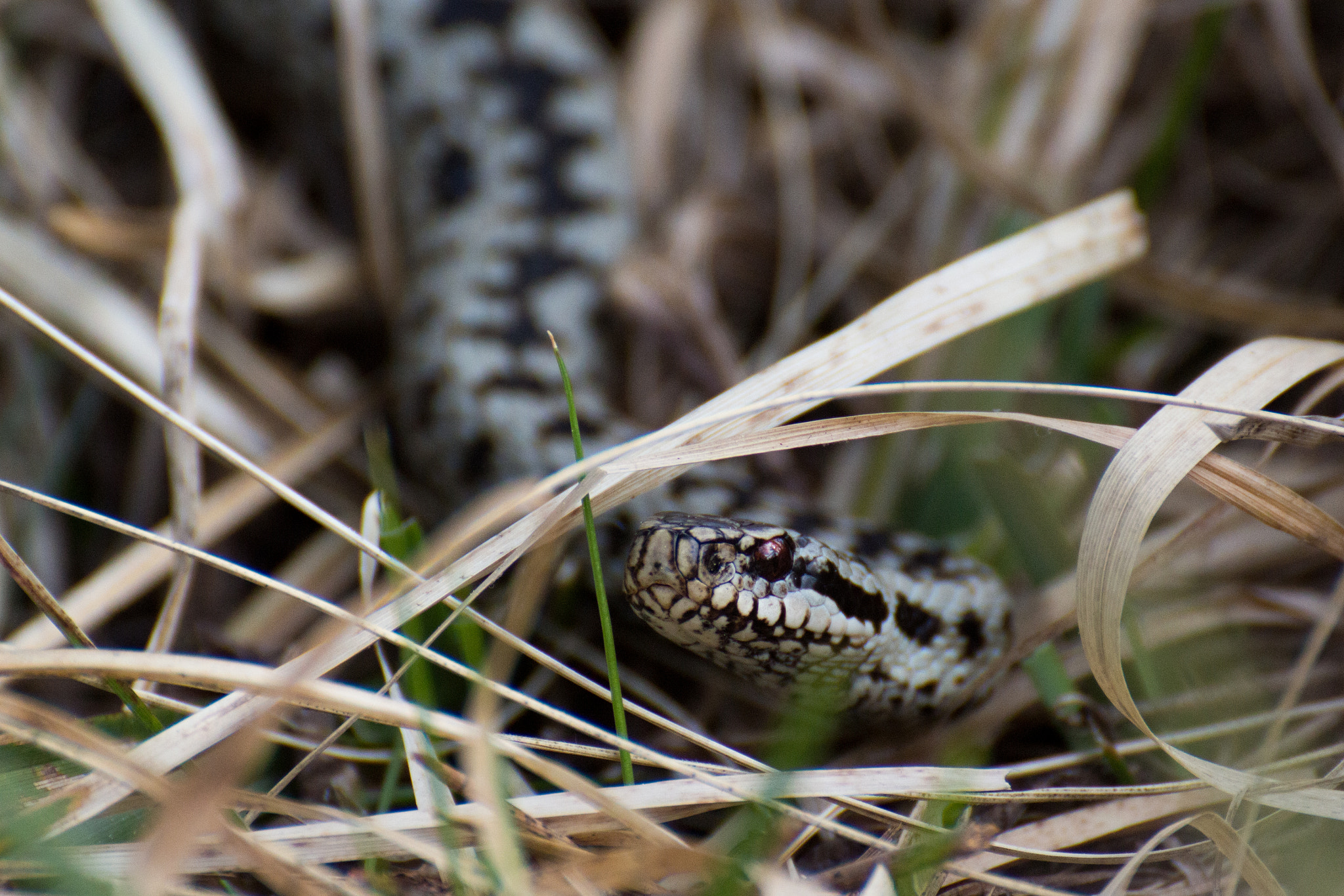 Canon EOS 700D (EOS Rebel T5i / EOS Kiss X7i) sample photo. Venimeuse aux yeux rouges photography