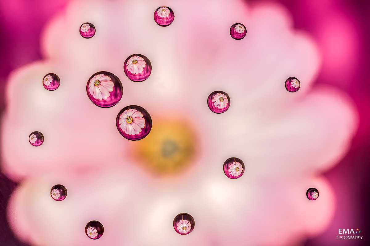 Sigma 105mm F2.8 EX DG OS HSM sample photo. Flower drops photography