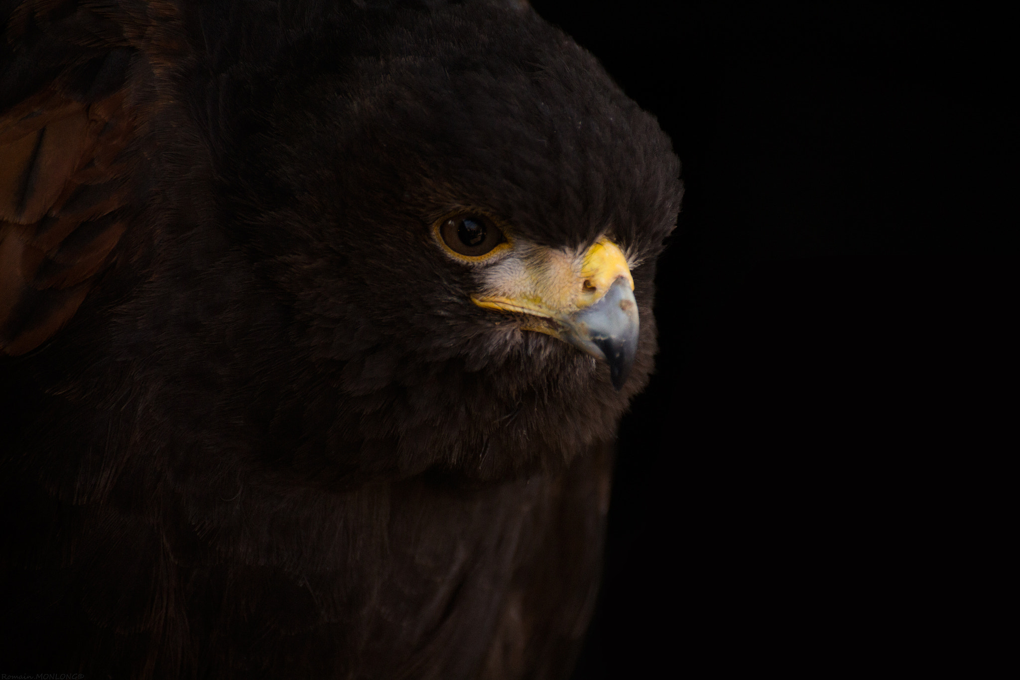 Tamron SP 35mm F1.8 Di VC USD sample photo. Buse de harris (chasse au vol) photography
