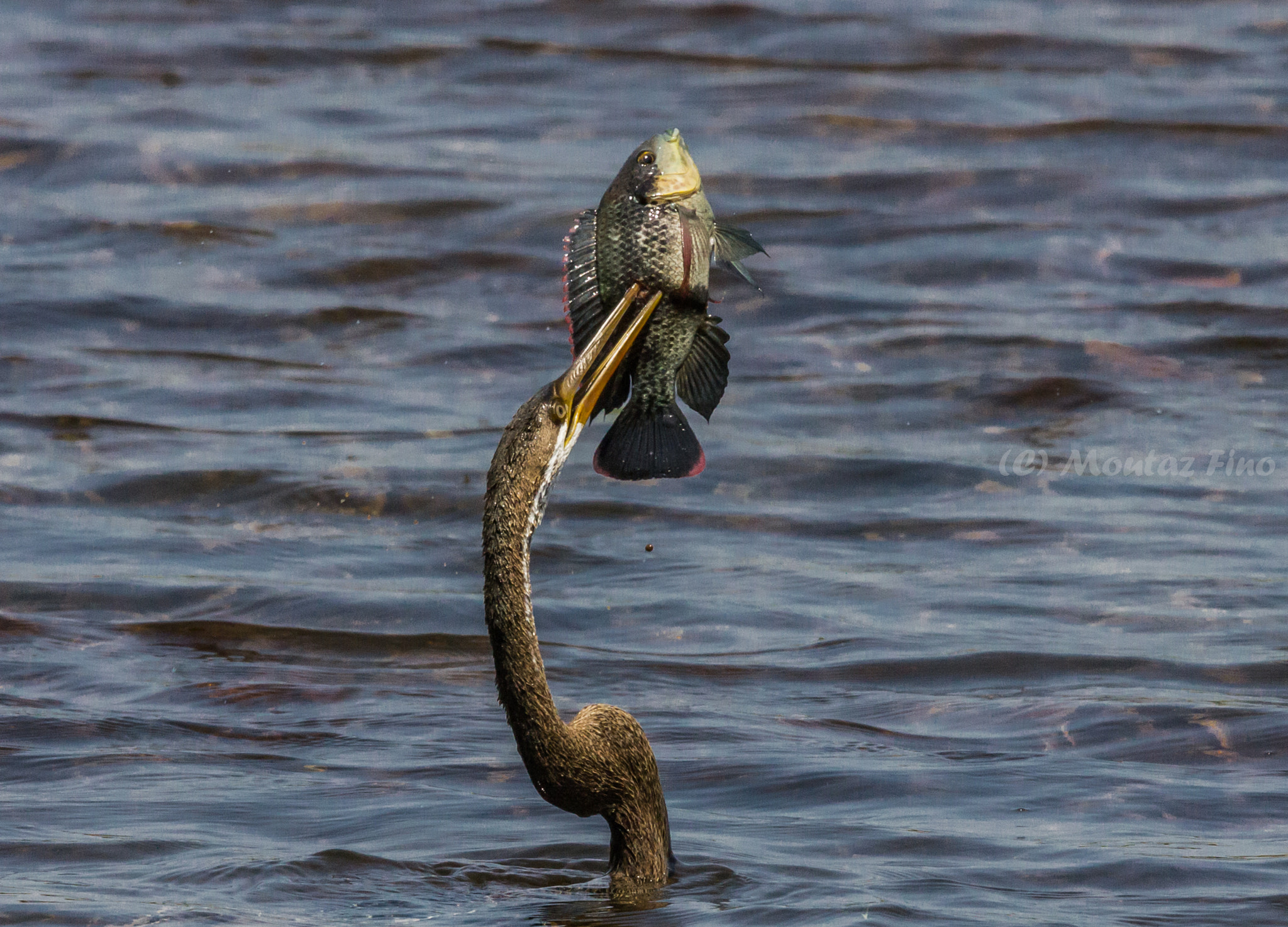 150-600mm F5-6.3 DG OS HSM | Contemporary 015 sample photo. Wilpattu national park photography