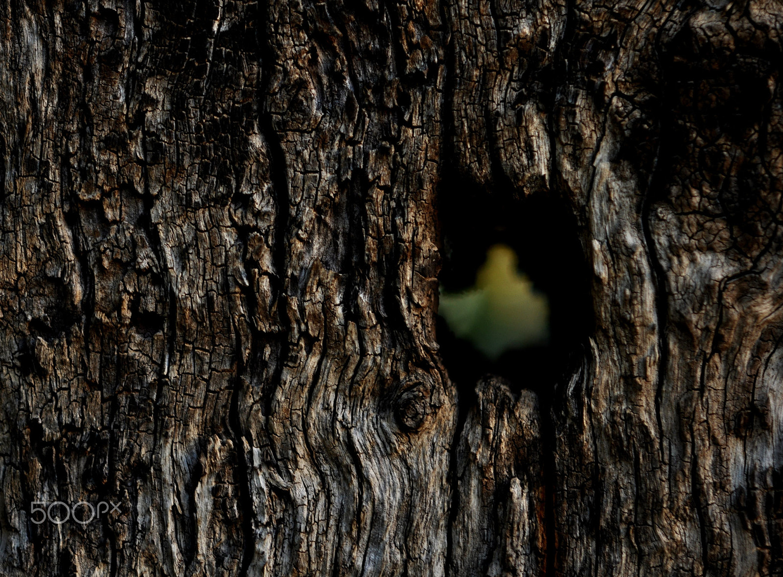 Nikon AF-S Micro-Nikkor 60mm F2.8G ED sample photo. Through the husk photography