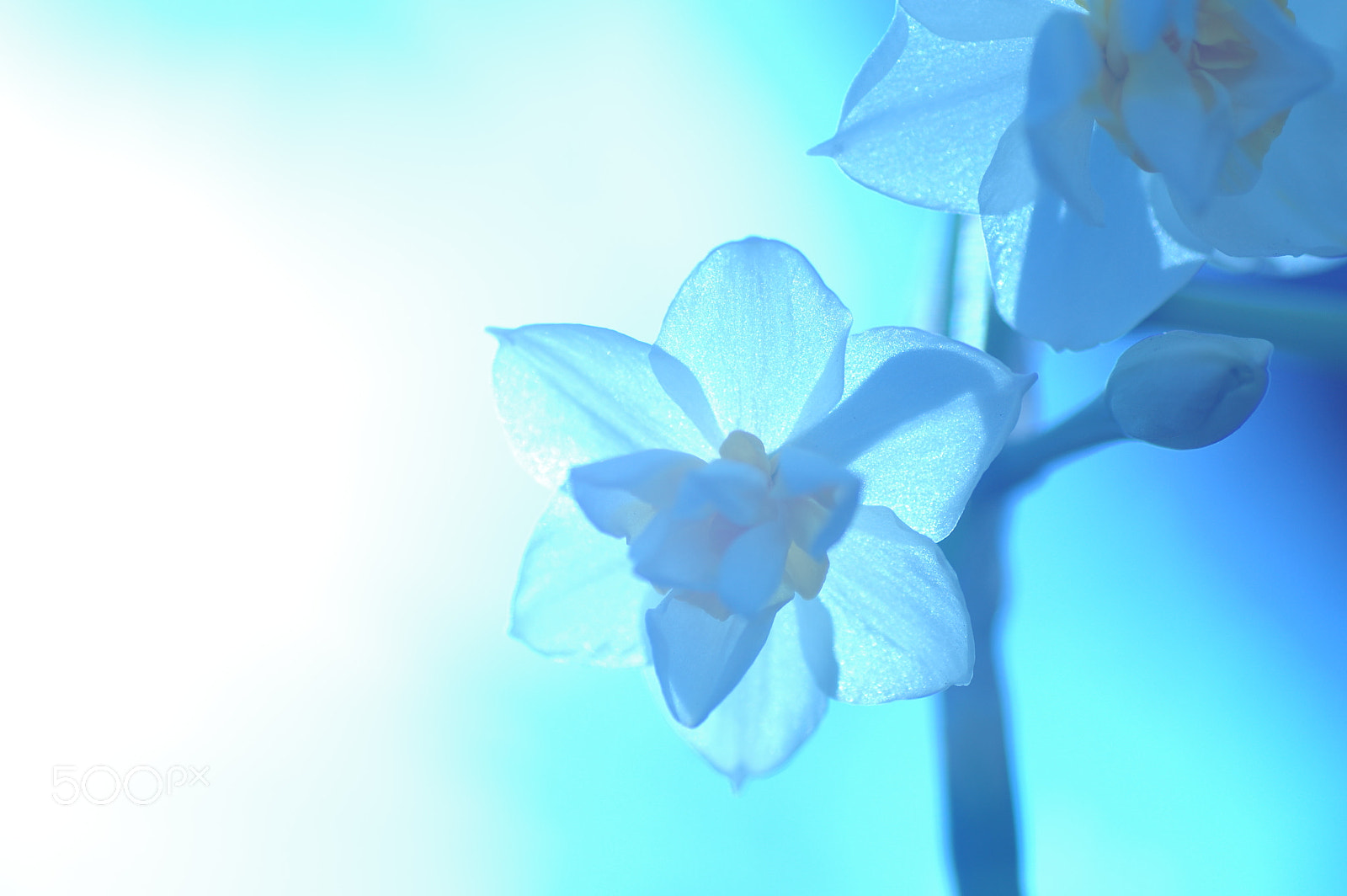 Tamron SP AF 90mm F2.8 Di Macro sample photo. Blue light fantasy photography