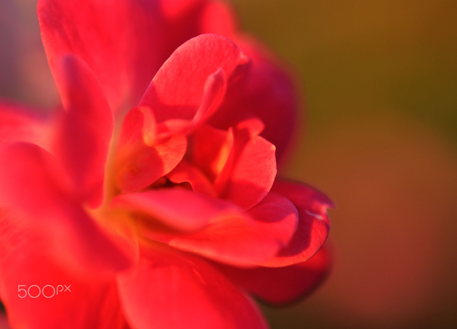 Nikon AF-S Micro-Nikkor 60mm F2.8G ED sample photo. Yet another flower photography