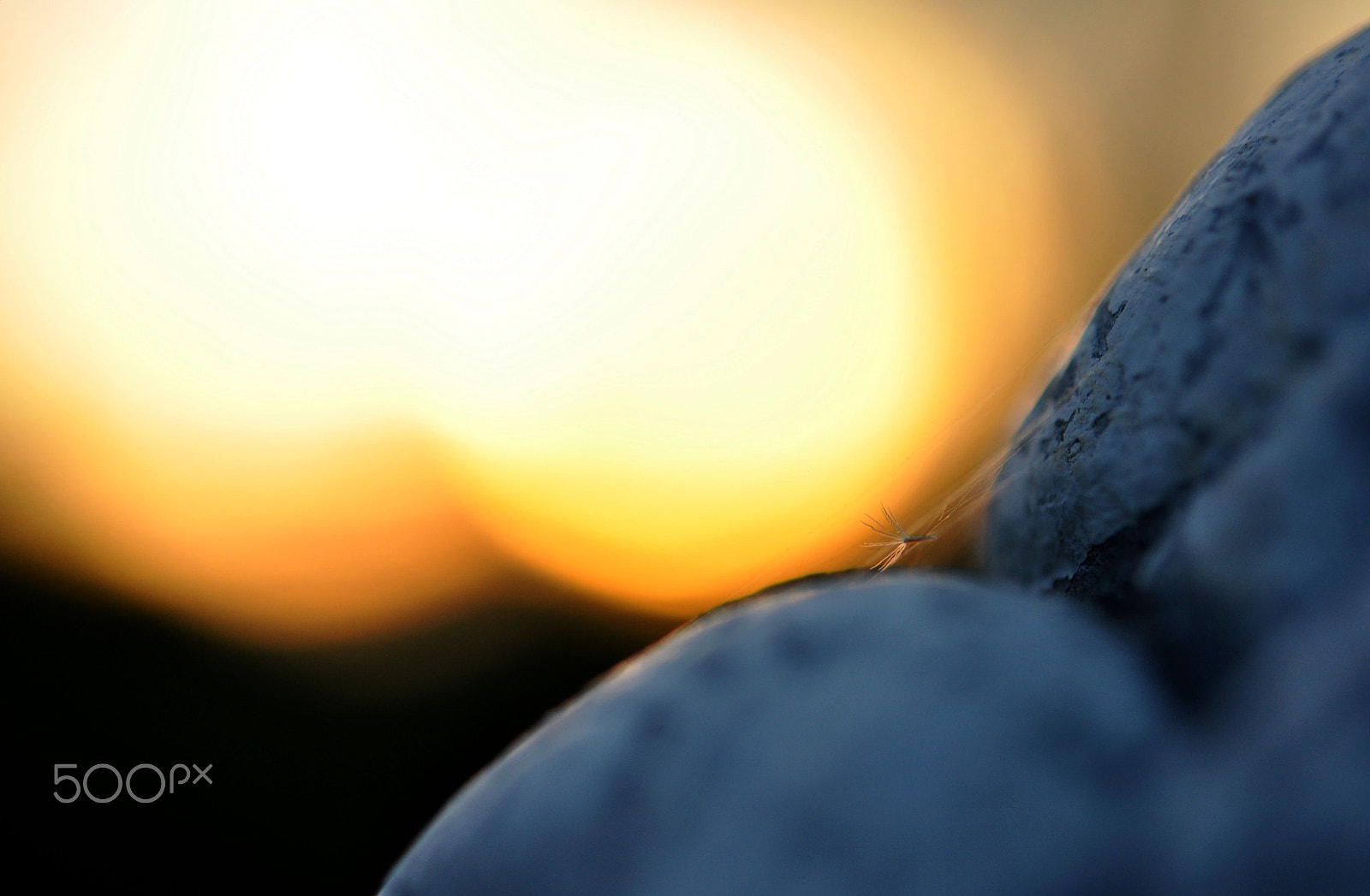 Nikon AF-S Micro-Nikkor 60mm F2.8G ED sample photo. Beauty through bars photography