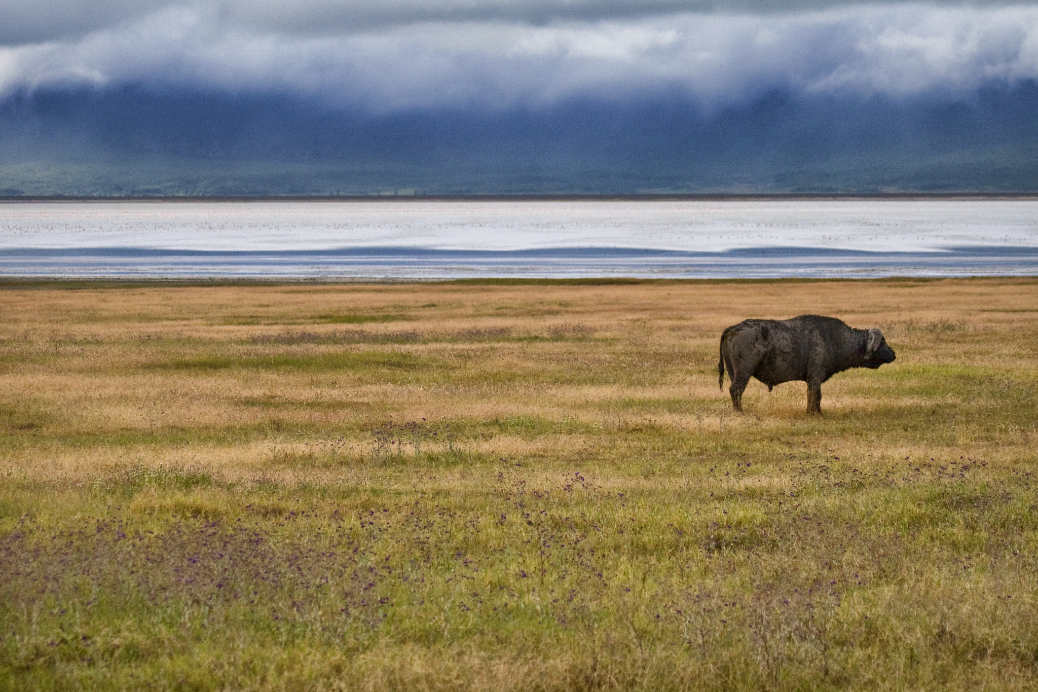 Canon EOS 30D + Canon EF 100-400mm F4.5-5.6L IS USM sample photo. Ngorongoro buffalo photography