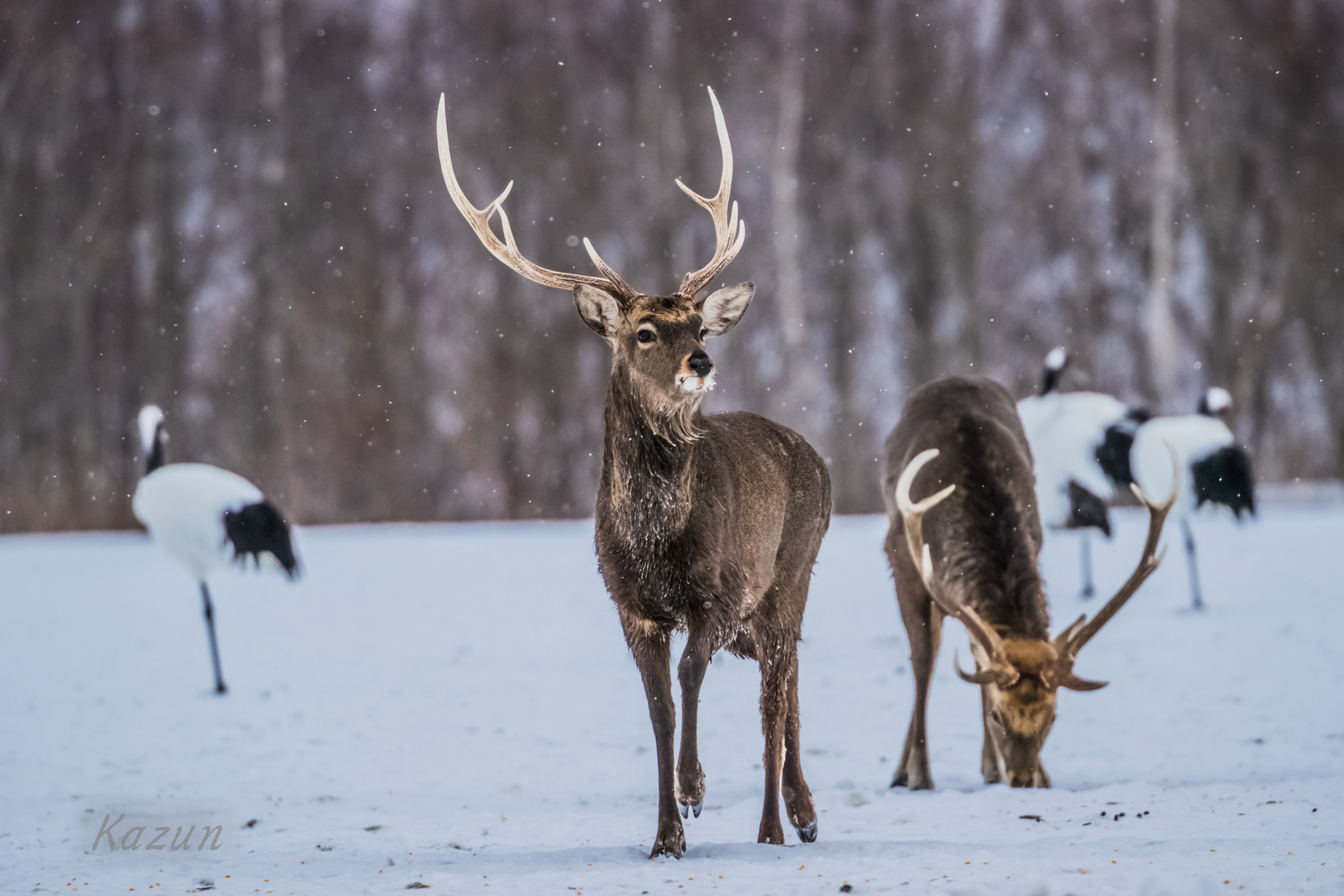 Canon EOS-1D X Mark II sample photo. Deer photography