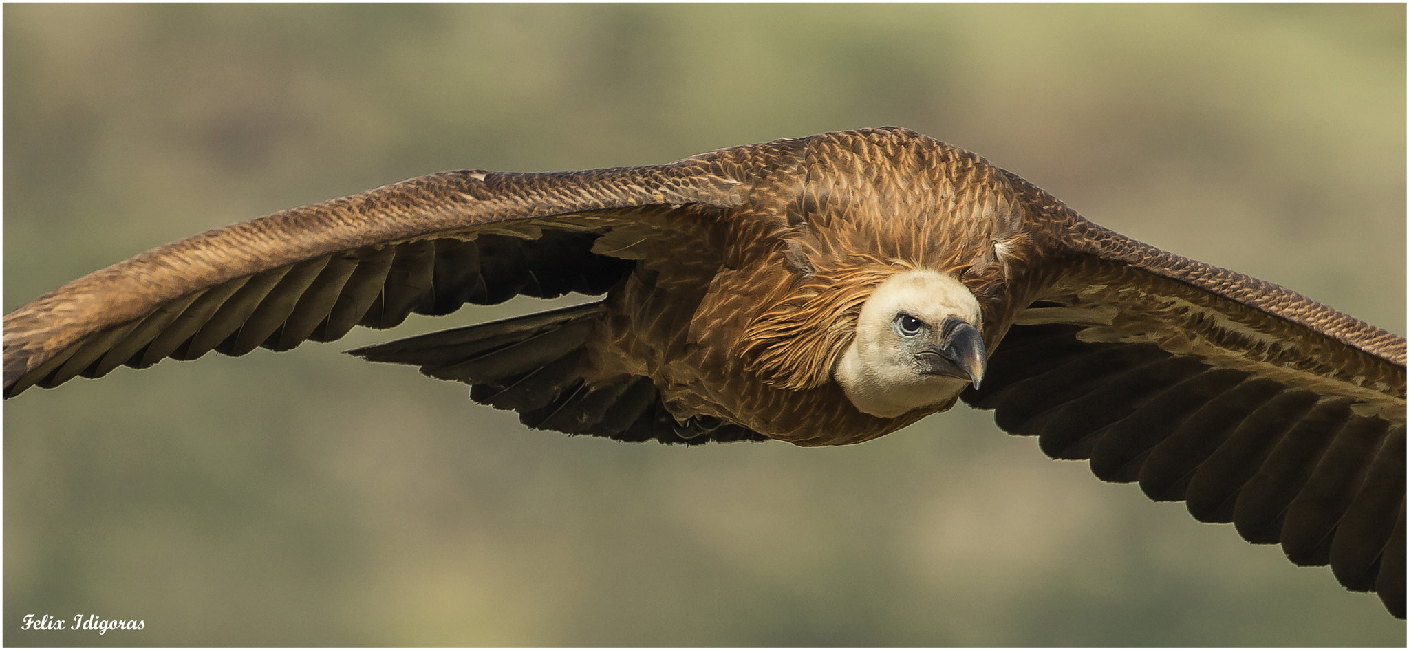 Canon EOS-1D X + Canon EF 500mm F4L IS USM sample photo. Buitre leonado photography