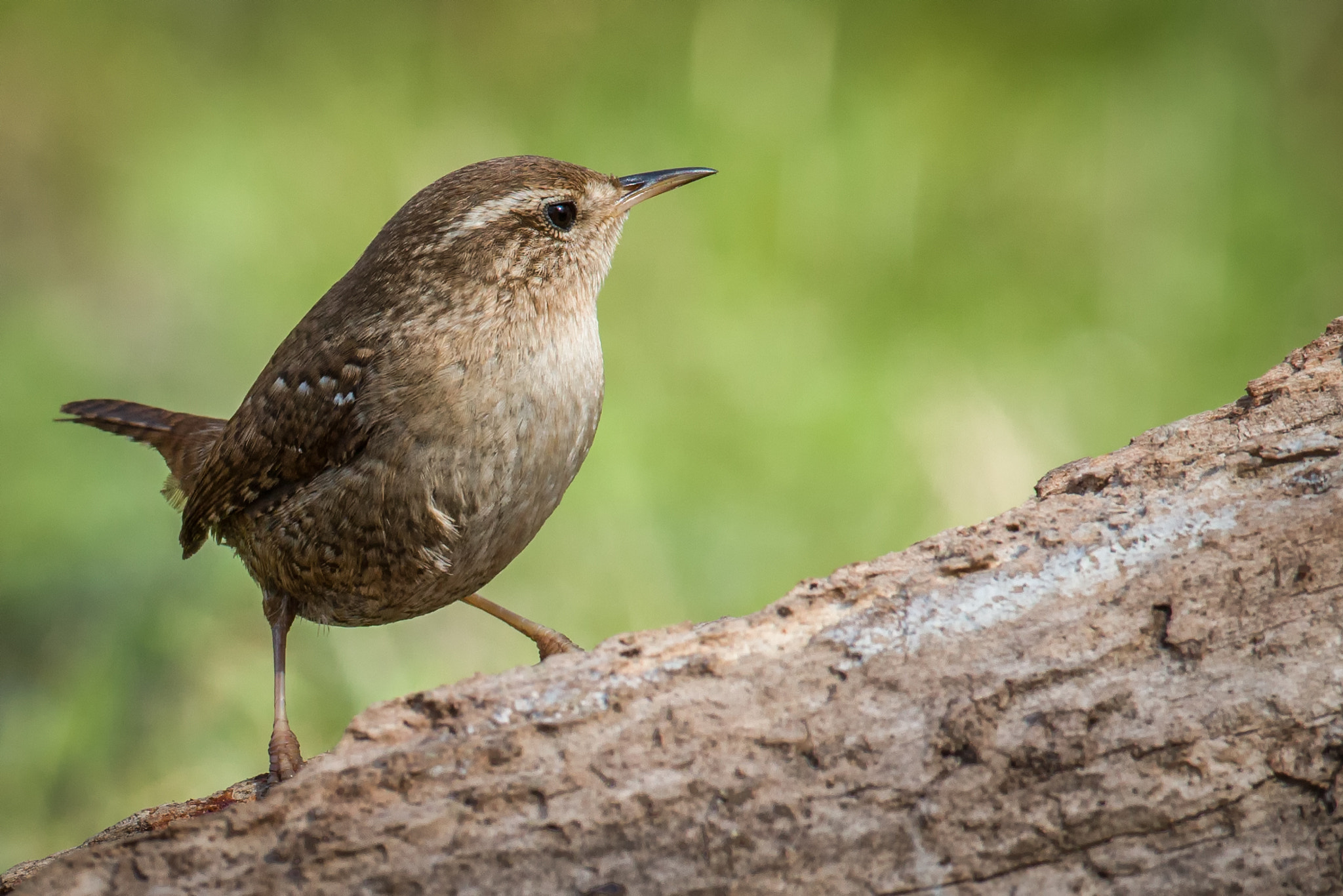 Canon EOS 5DS R + Canon EF 500mm F4L IS USM sample photo. The proud wren photography