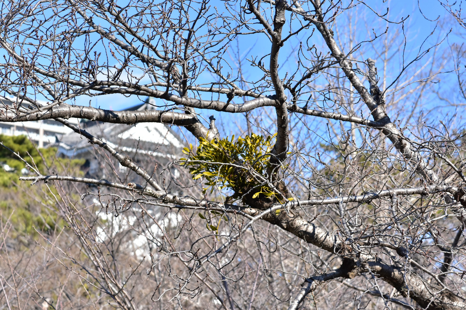 Nikon AF-S DX Micro-Nikkor 85mm F3.5G ED VR sample photo