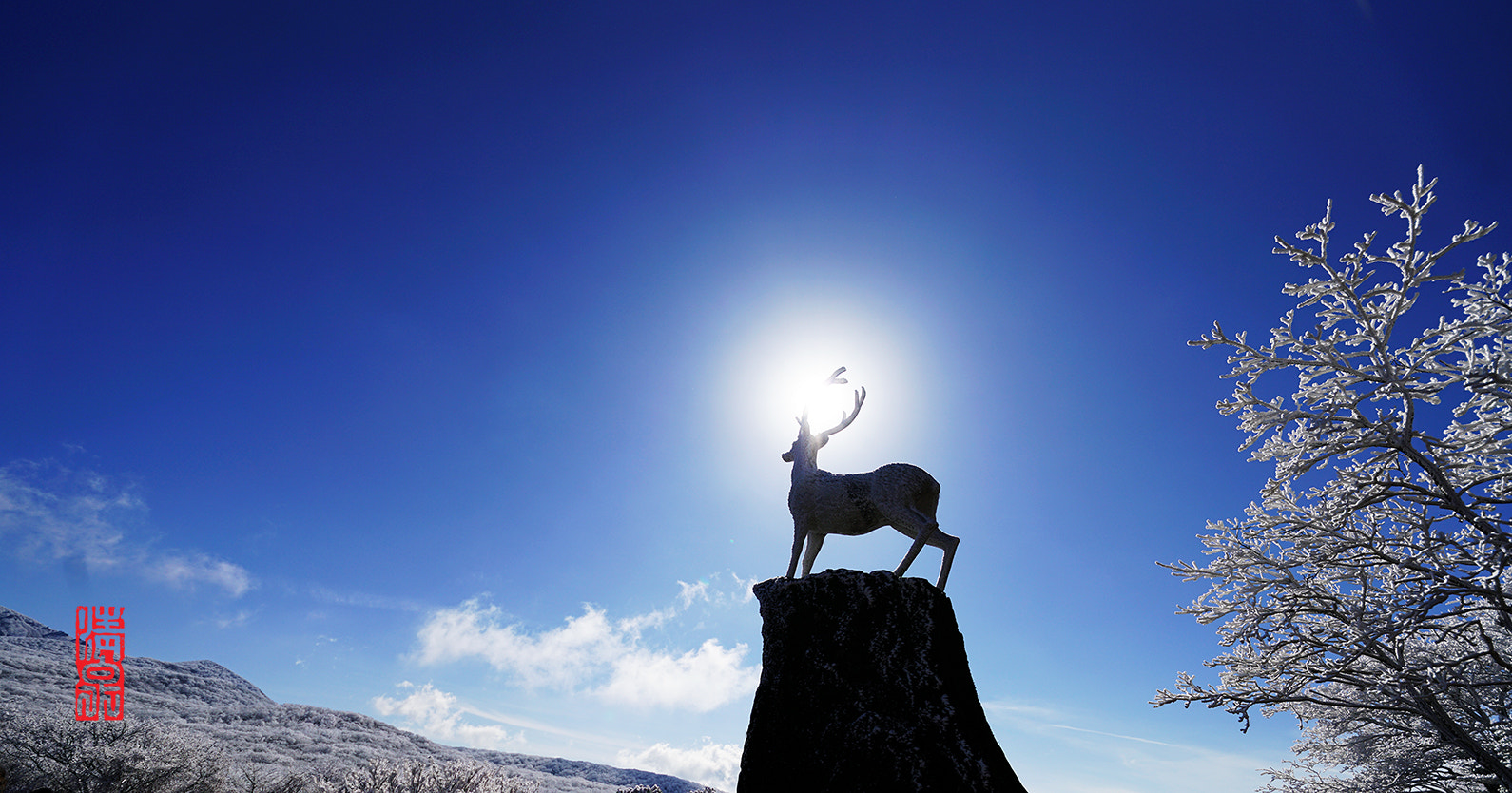 12-24mm F4 DG HSM | Art016 sample photo. White deer photography
