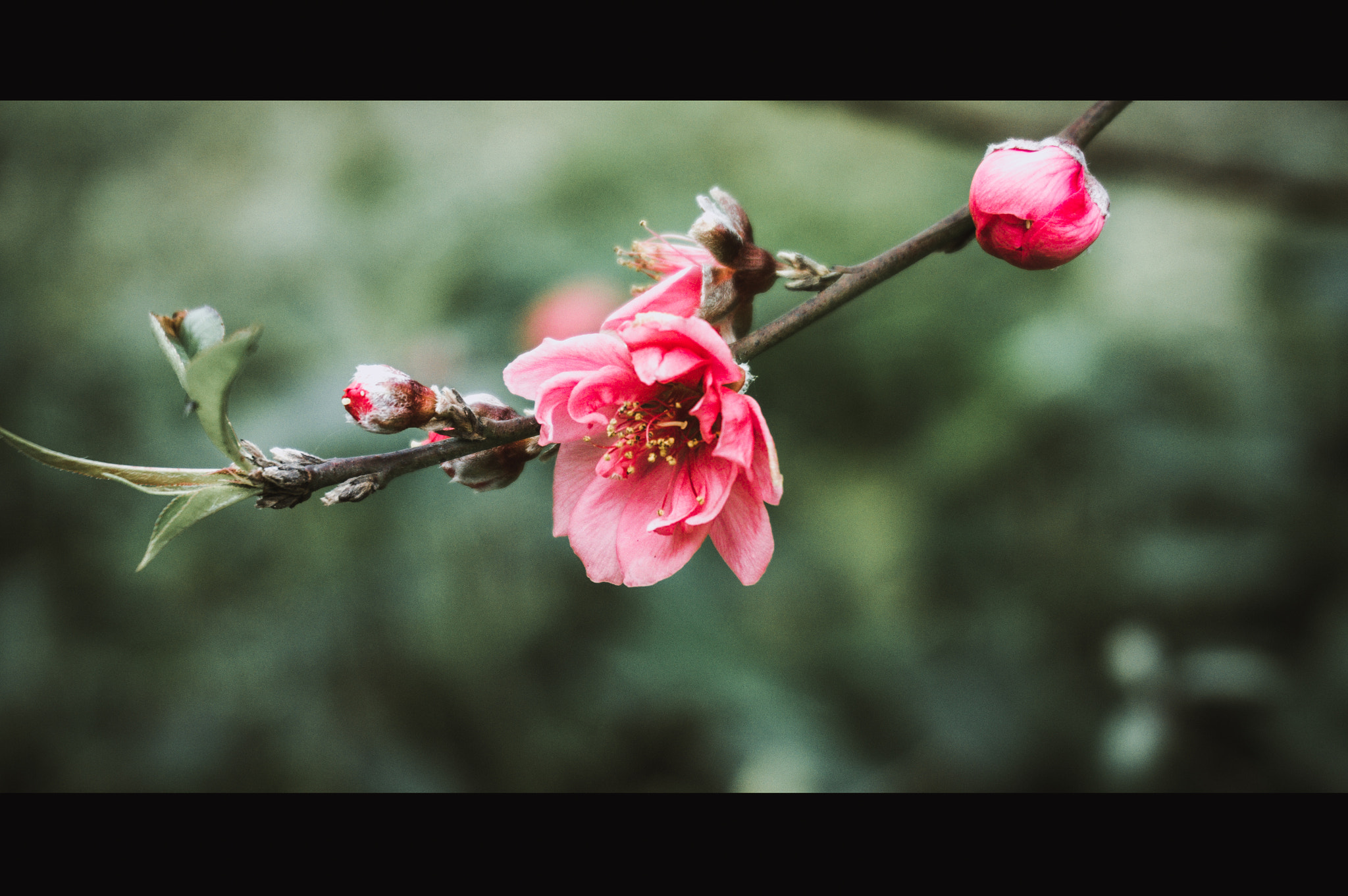 Sony Alpha NEX-6 sample photo. Peach blossom in vietnam photography