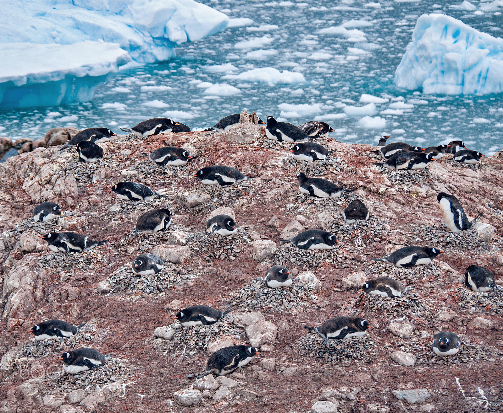 Panasonic Lumix DMC-GF1 sample photo. Neko harbour antarctica photography